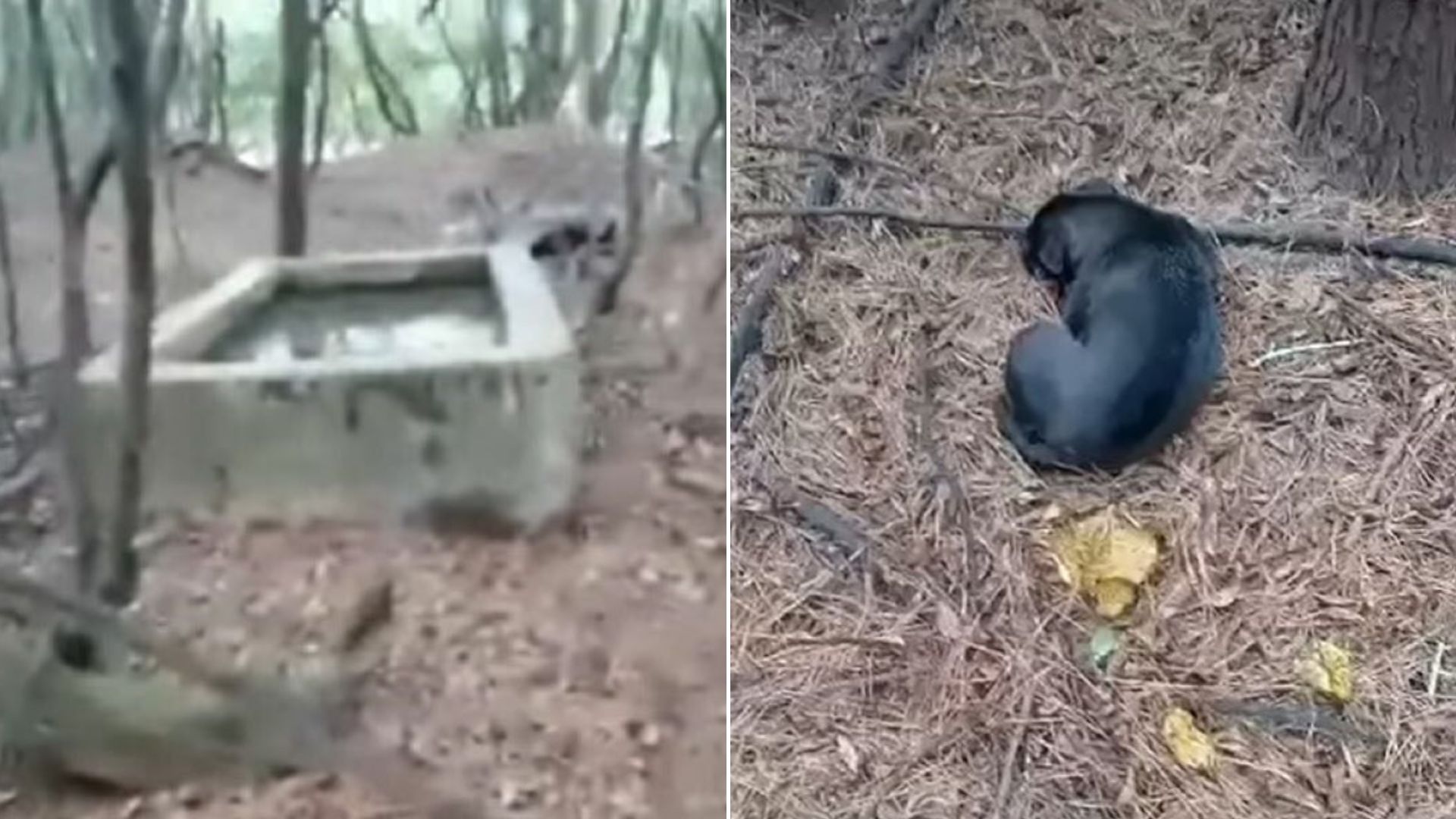 dog in forest