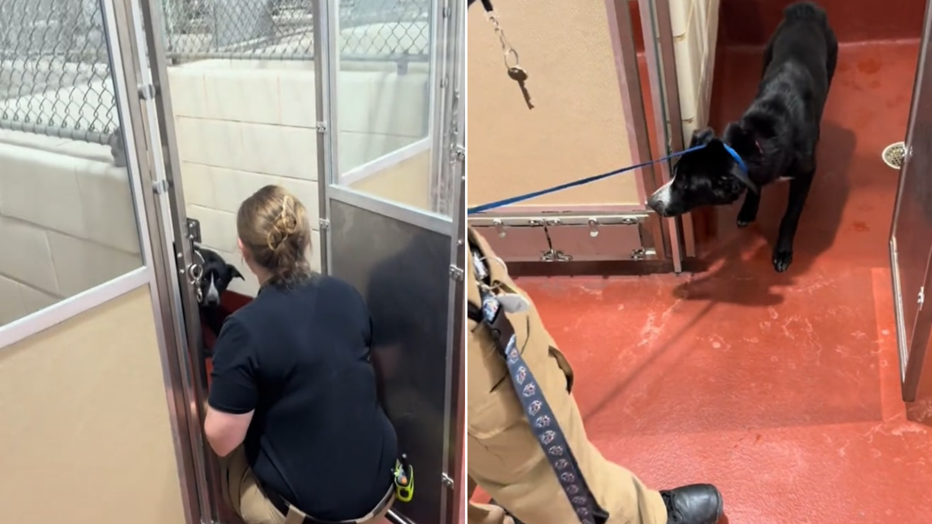 woman and dog at shelter