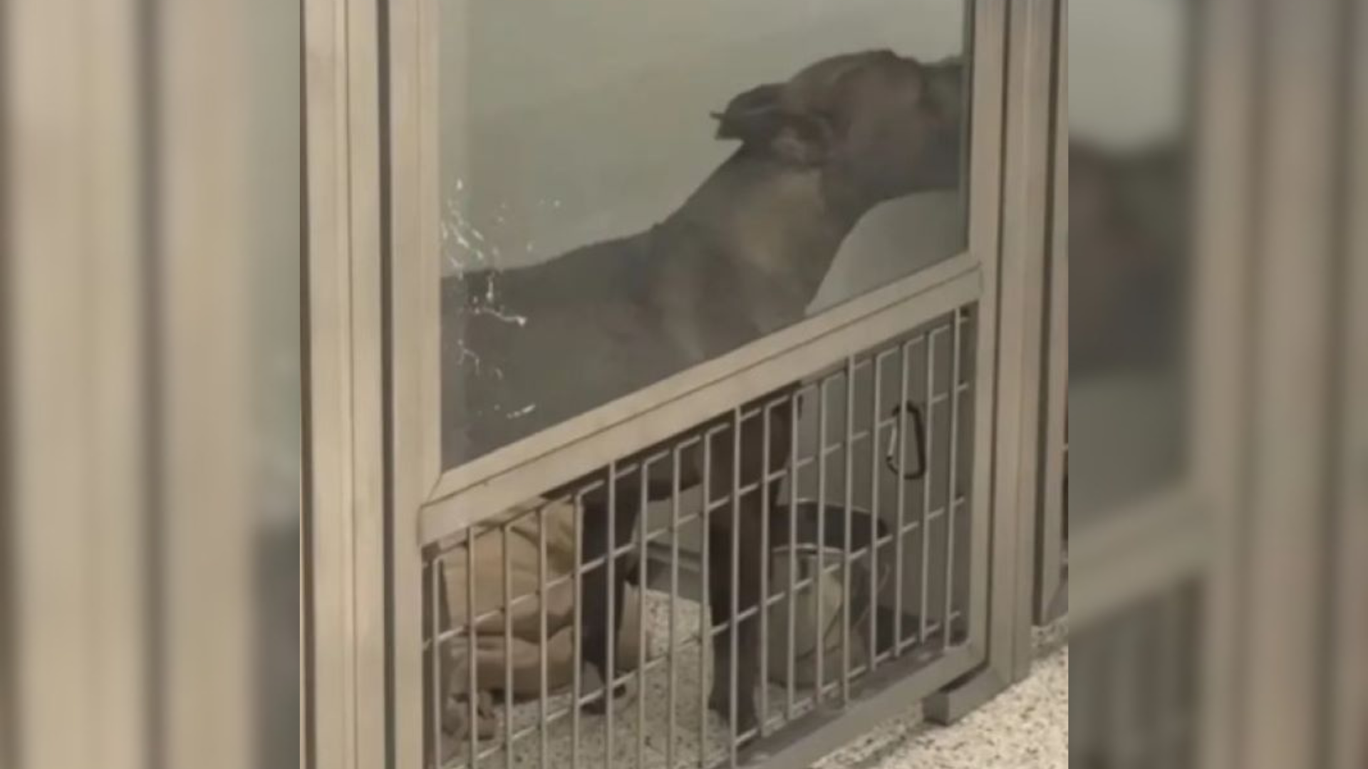 shelter dog behind glass