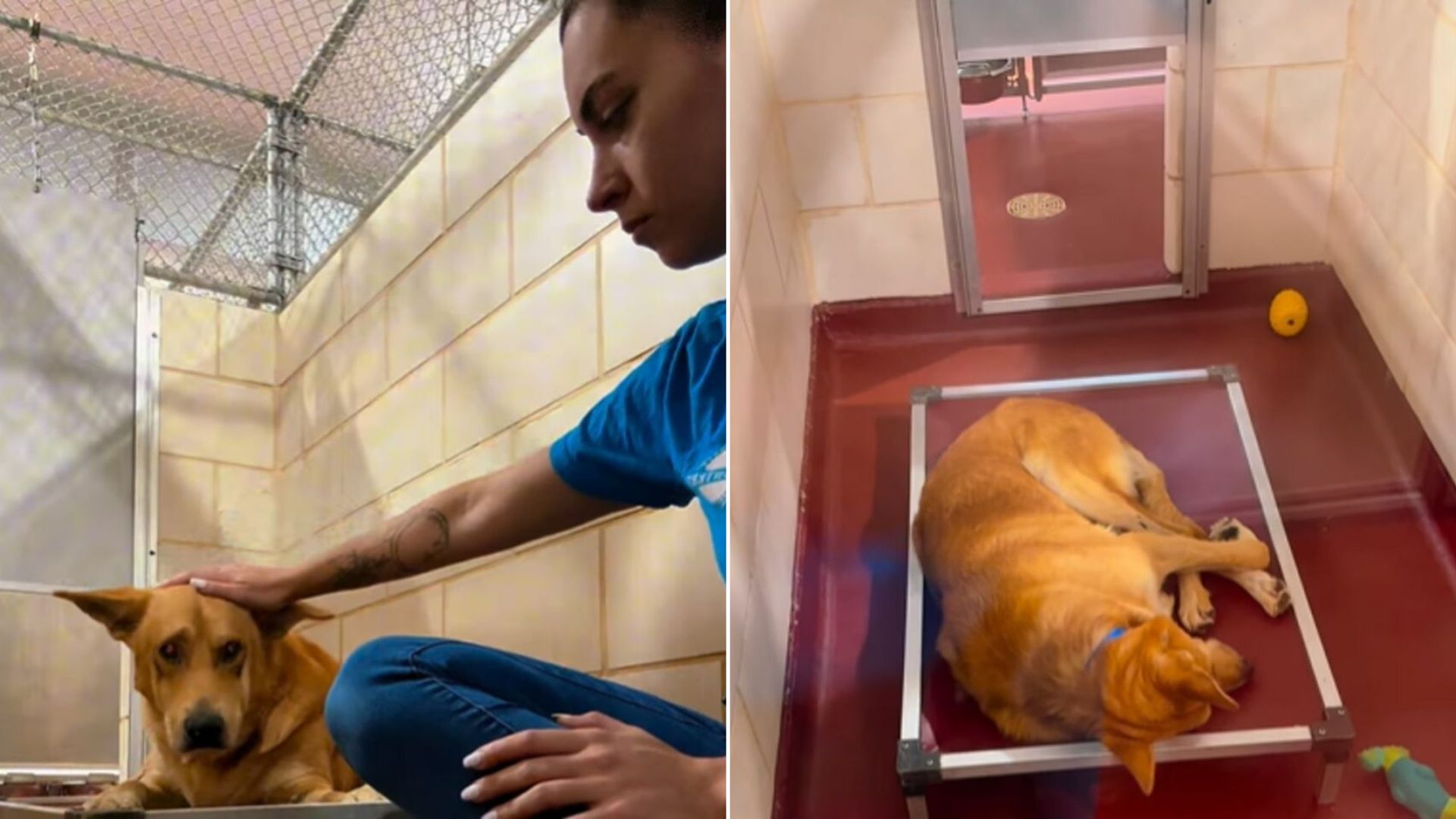 adorable shelter dog