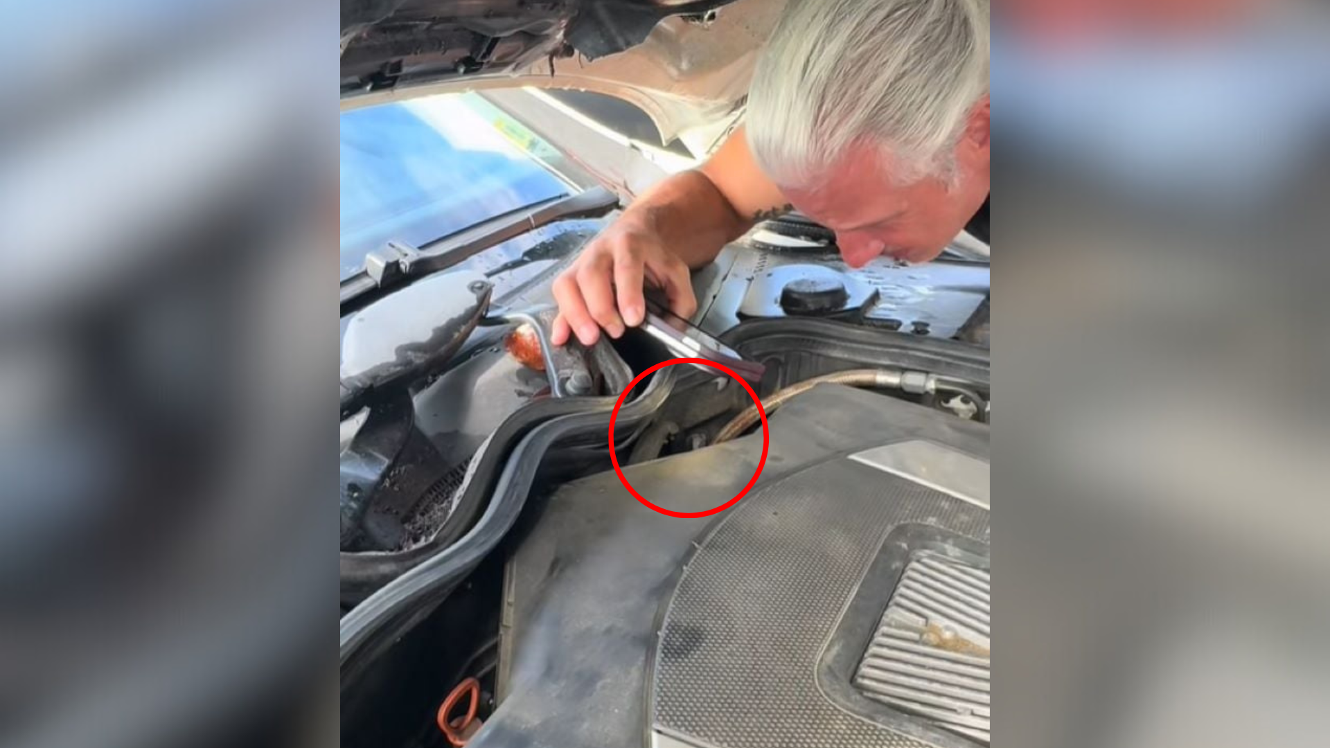 animal stuck inside car engine