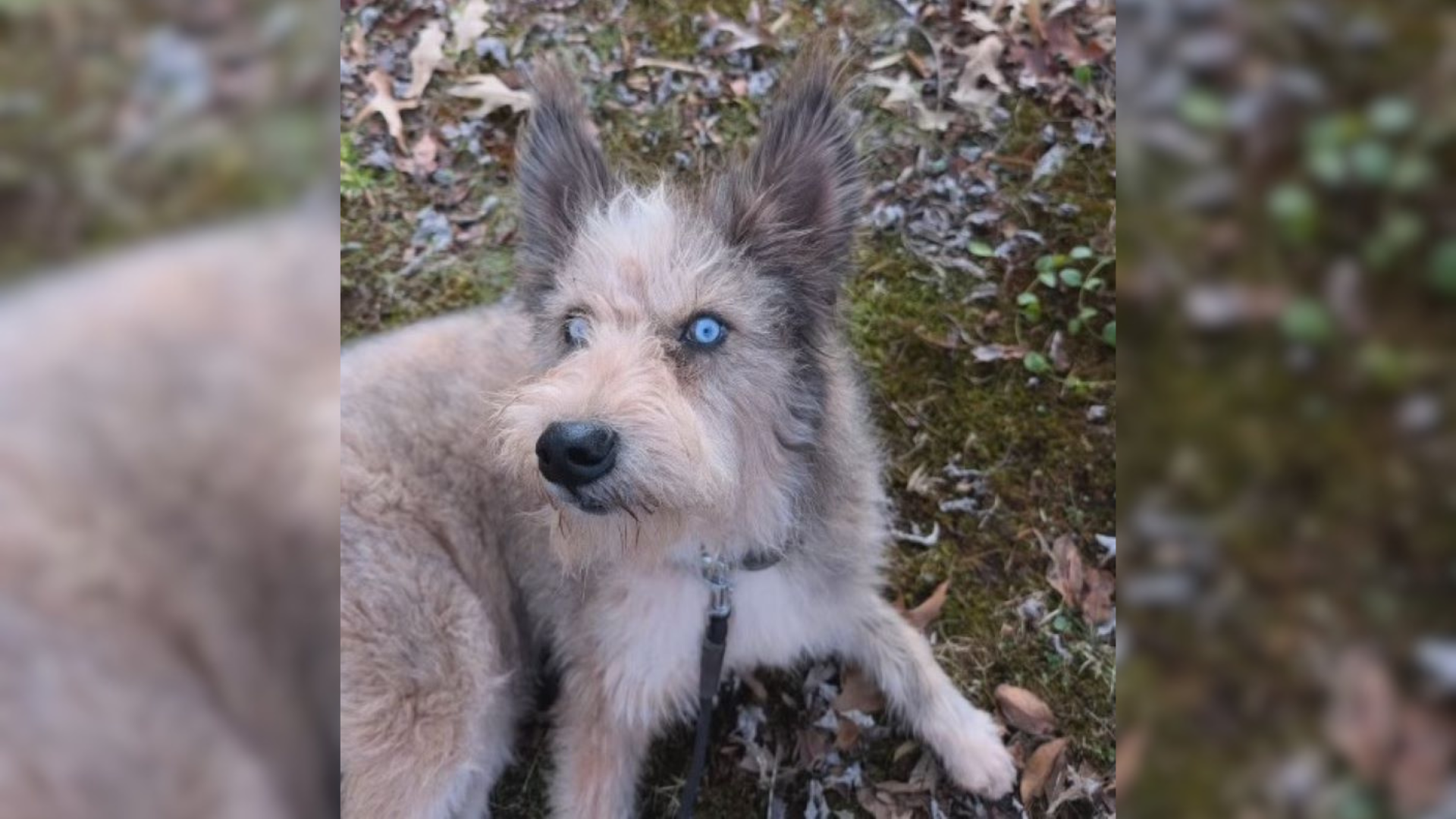 dog with blue eyes