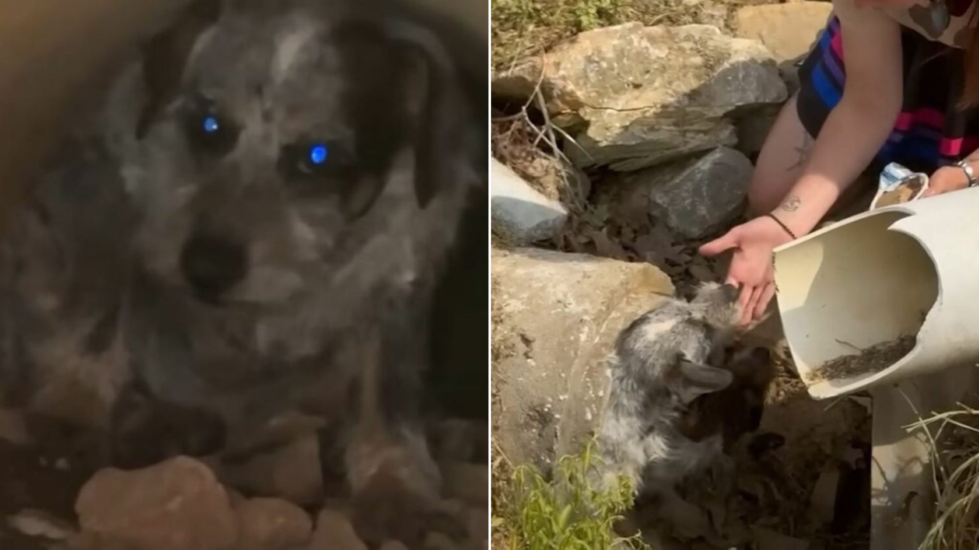 dog in drain