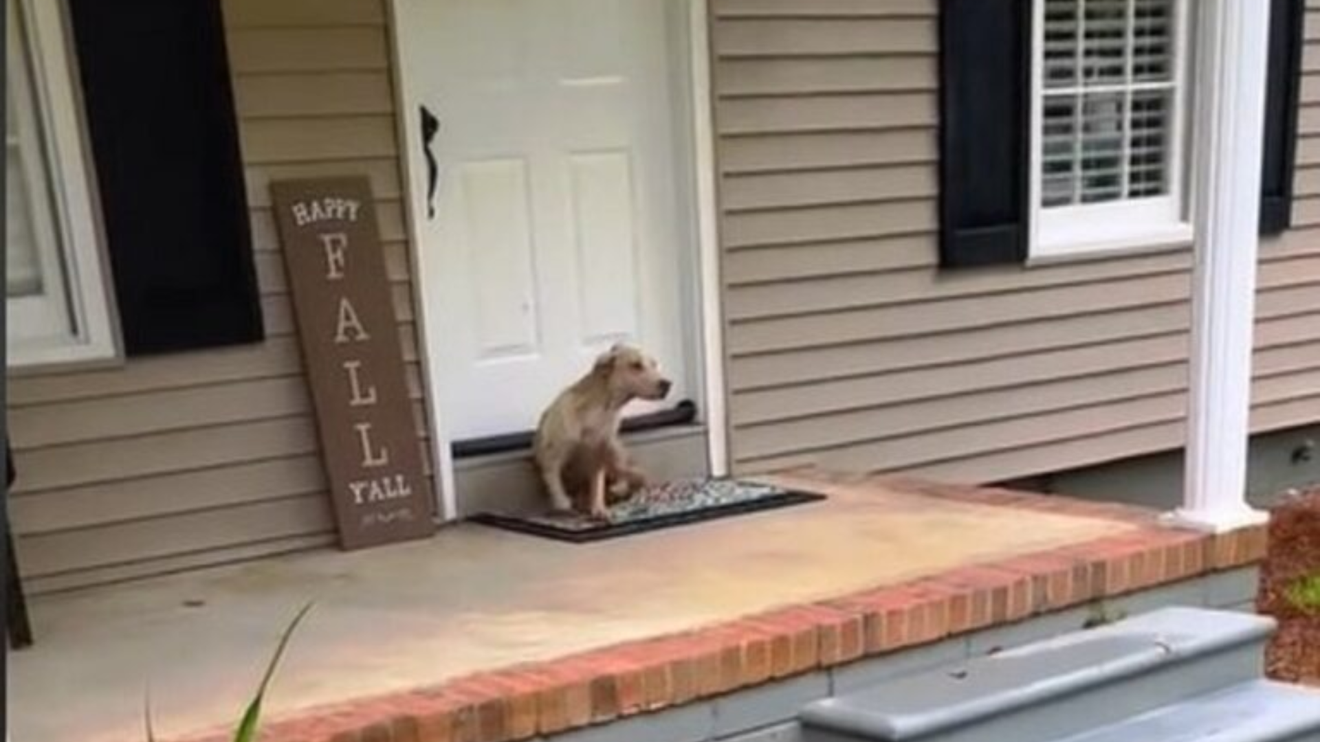 dog on a porch