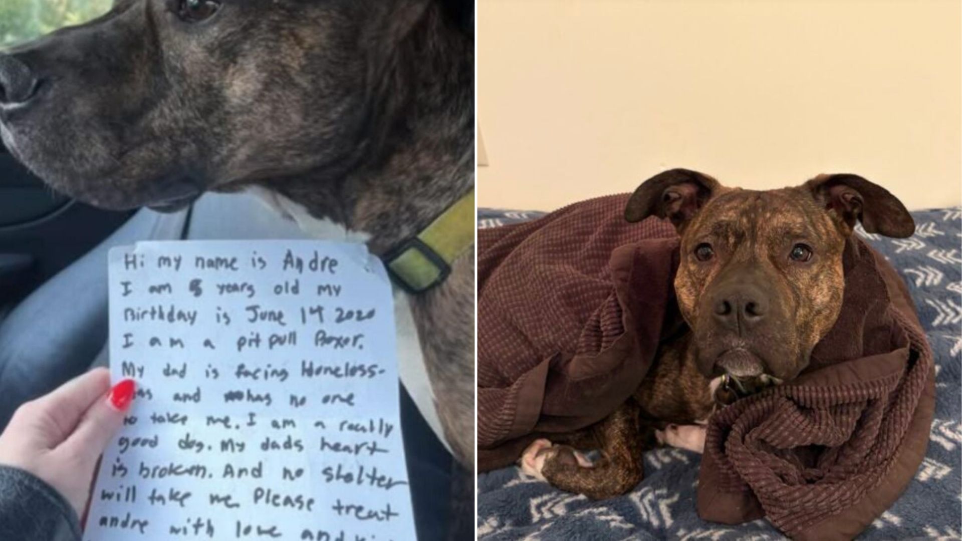 dog and note