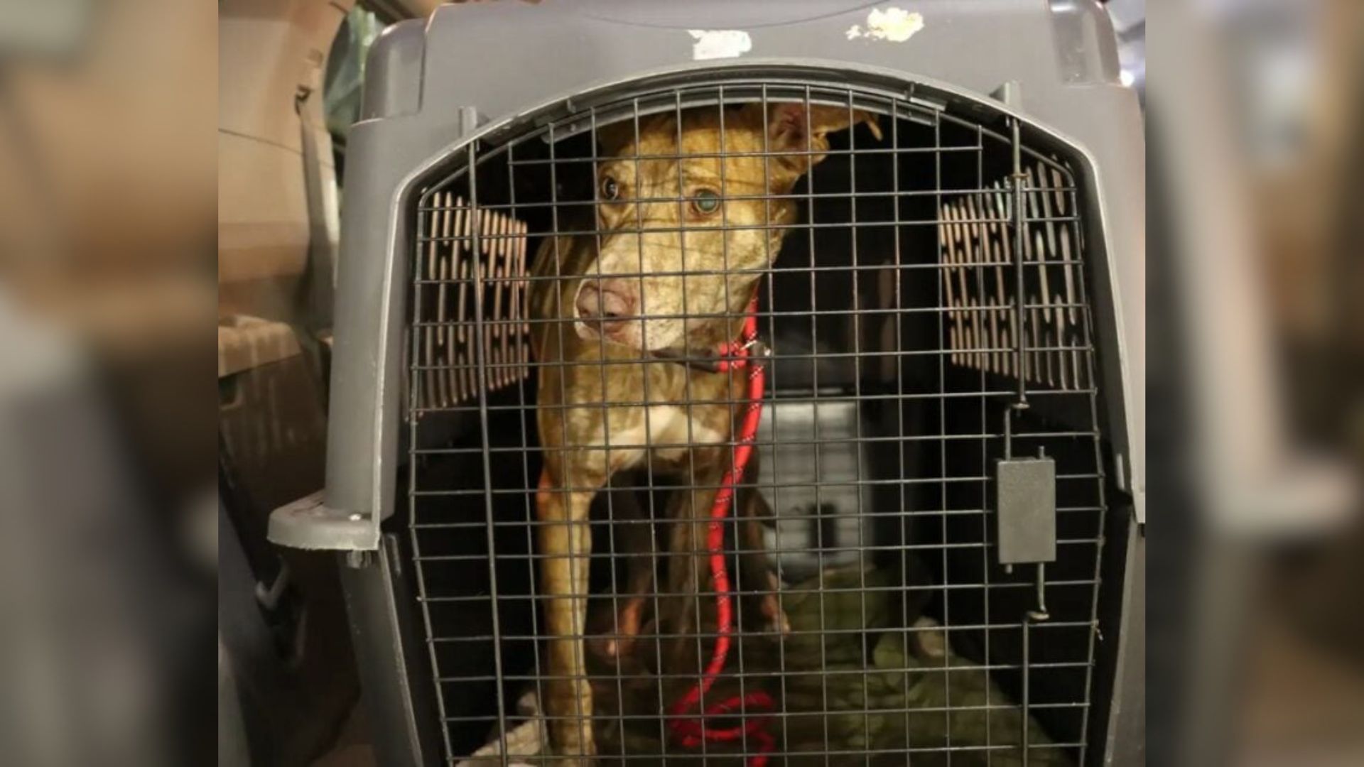 dog in crate