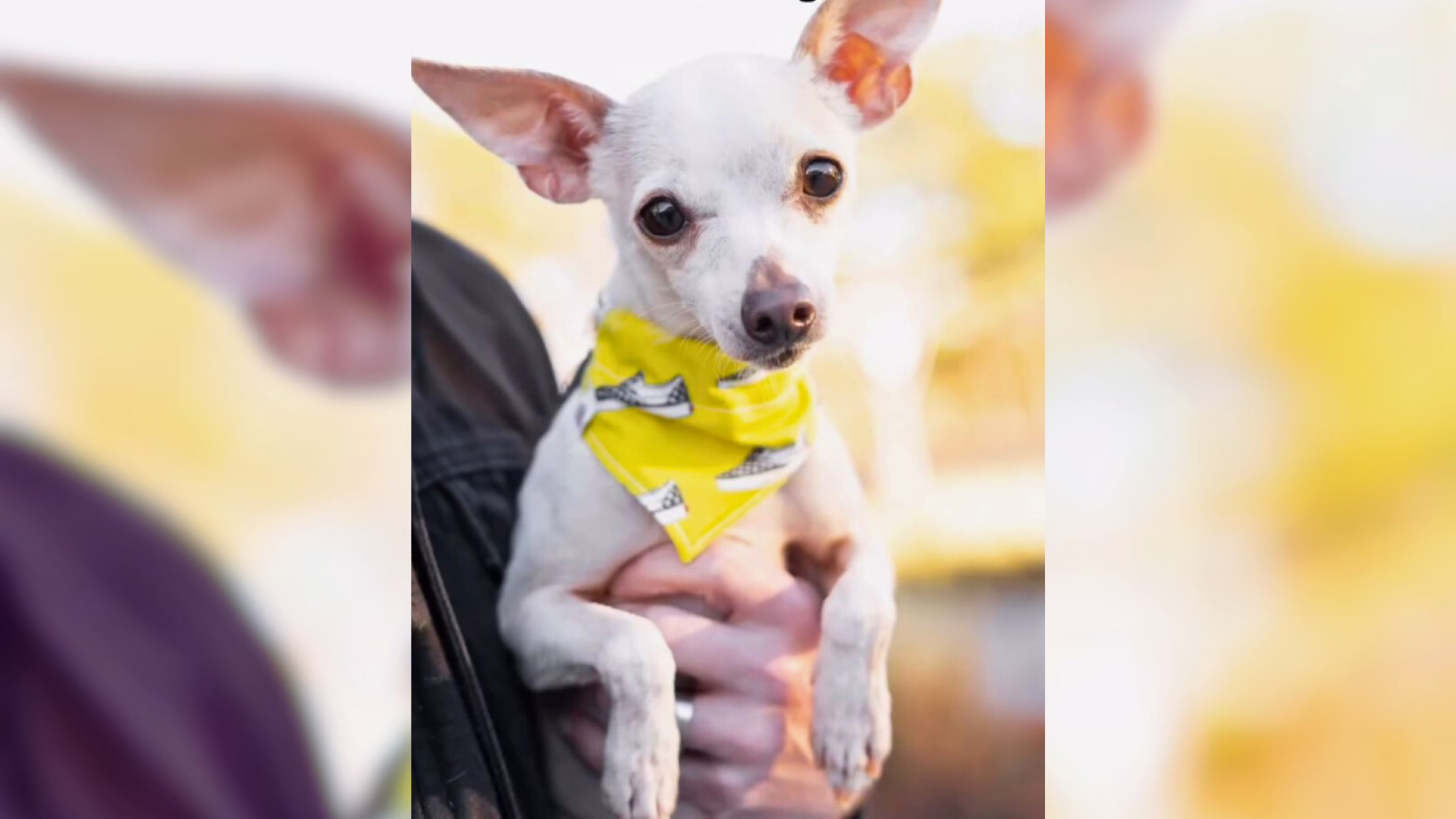 small white dog with yellow scarf