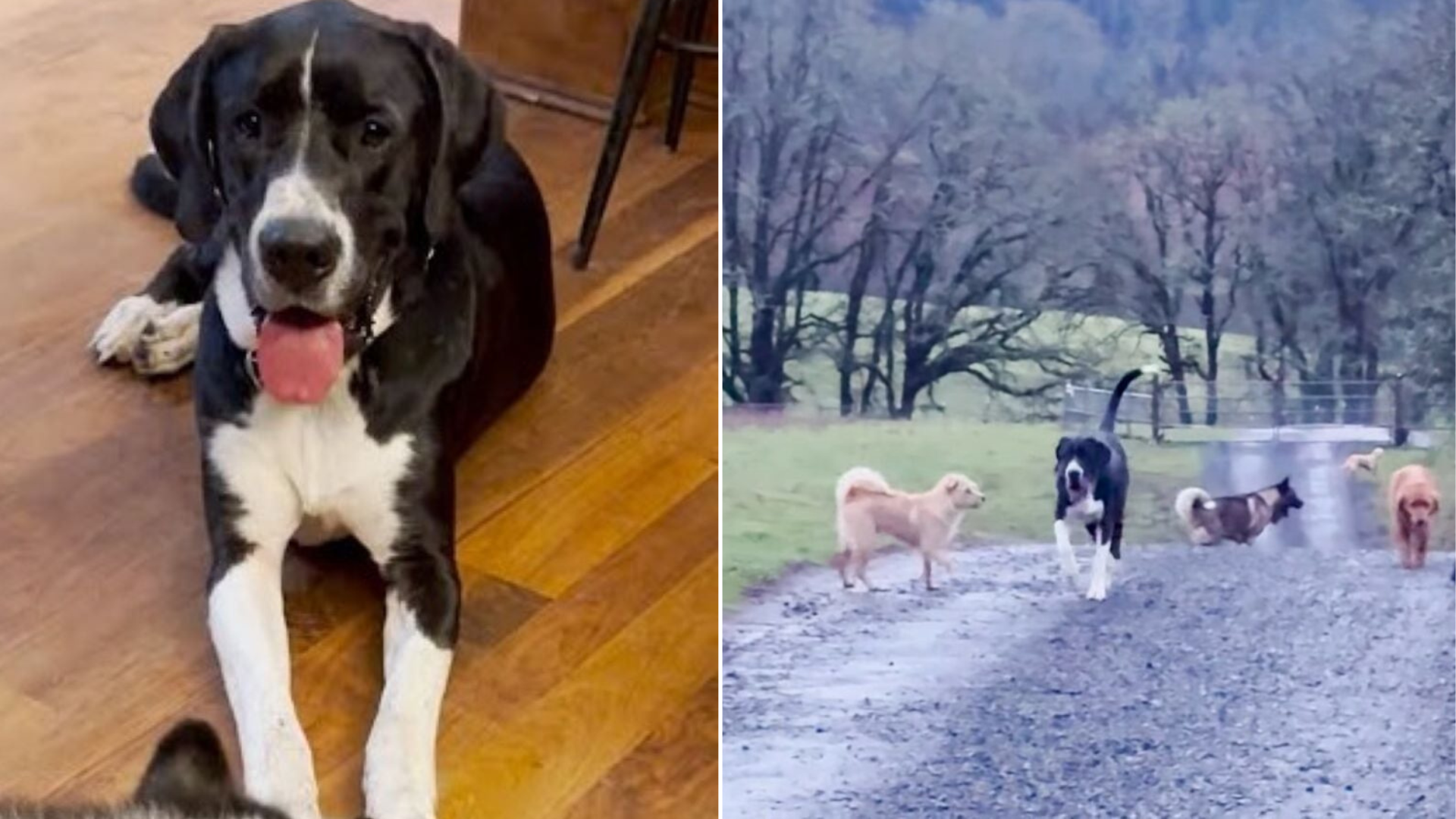 dogs running on road