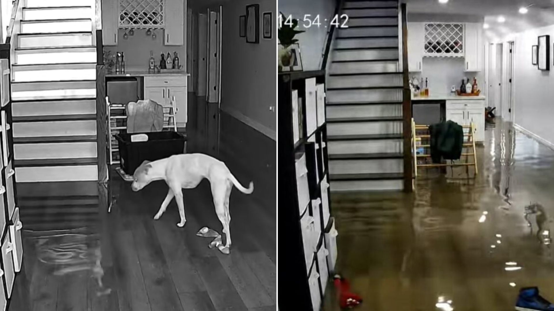 dog in flooded house