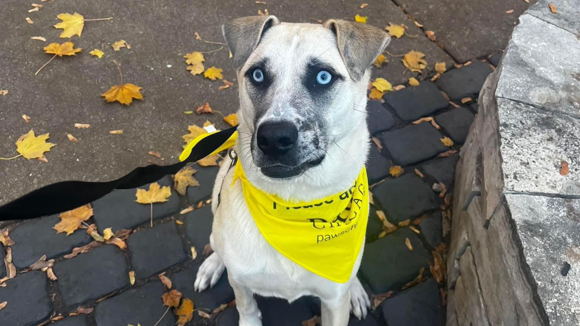 white dog with blue eyes