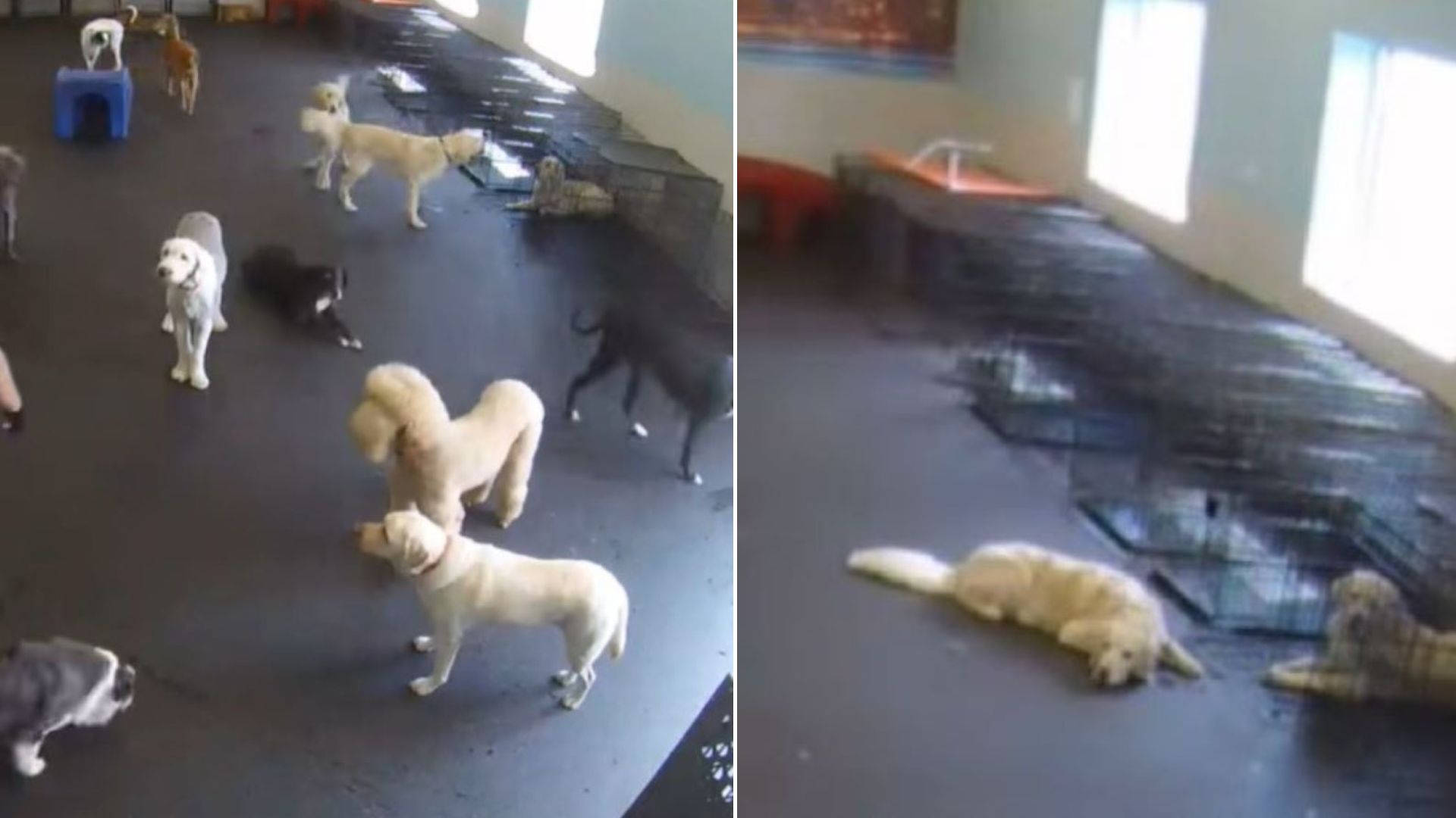 dogs in daycare