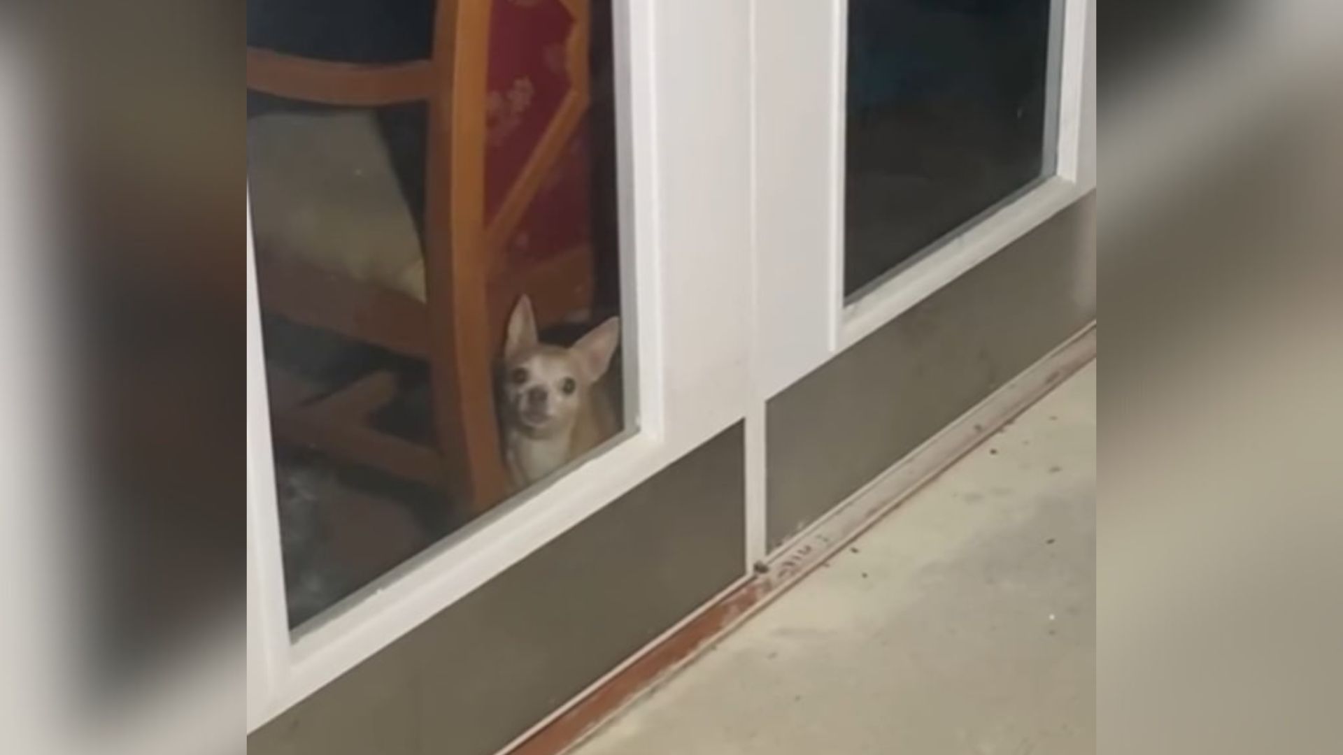 trapped dog