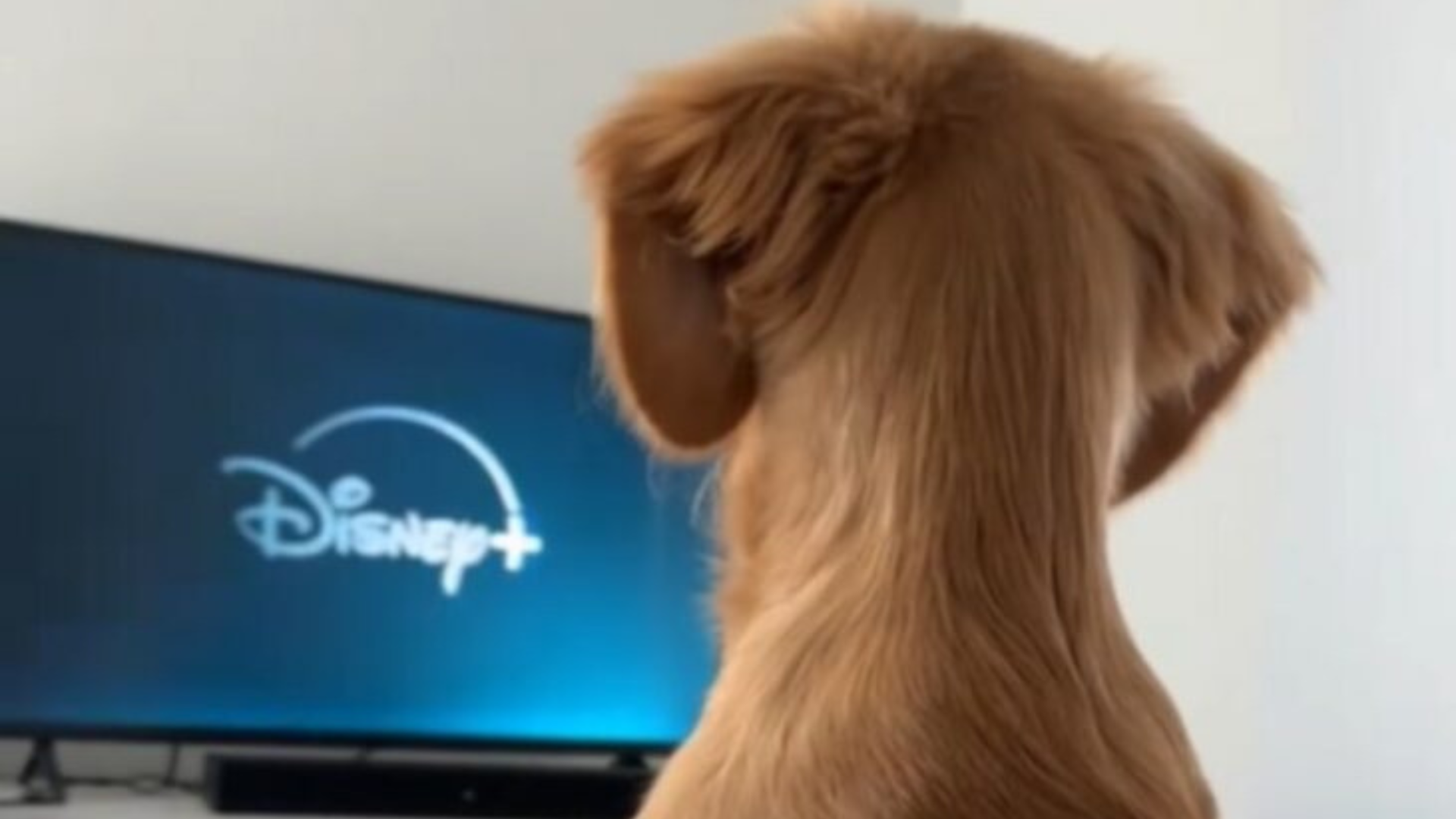 dog watching tv