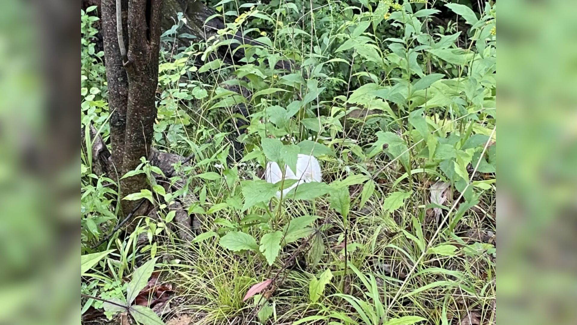 white dog in woods