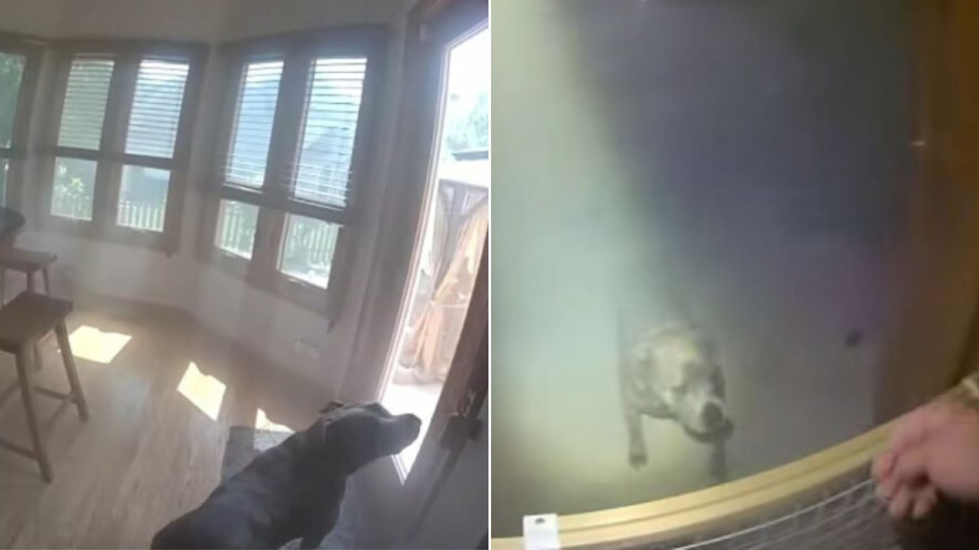 dog in burning house