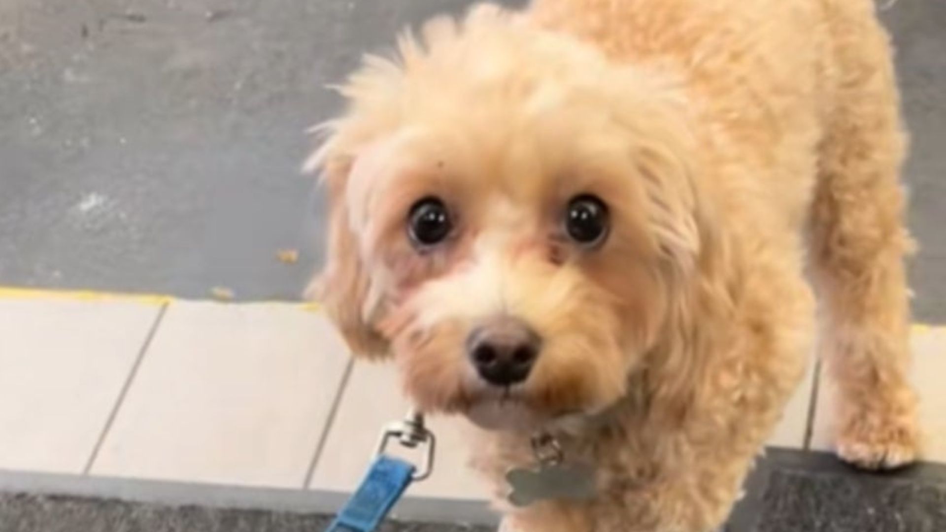 fluffy dog