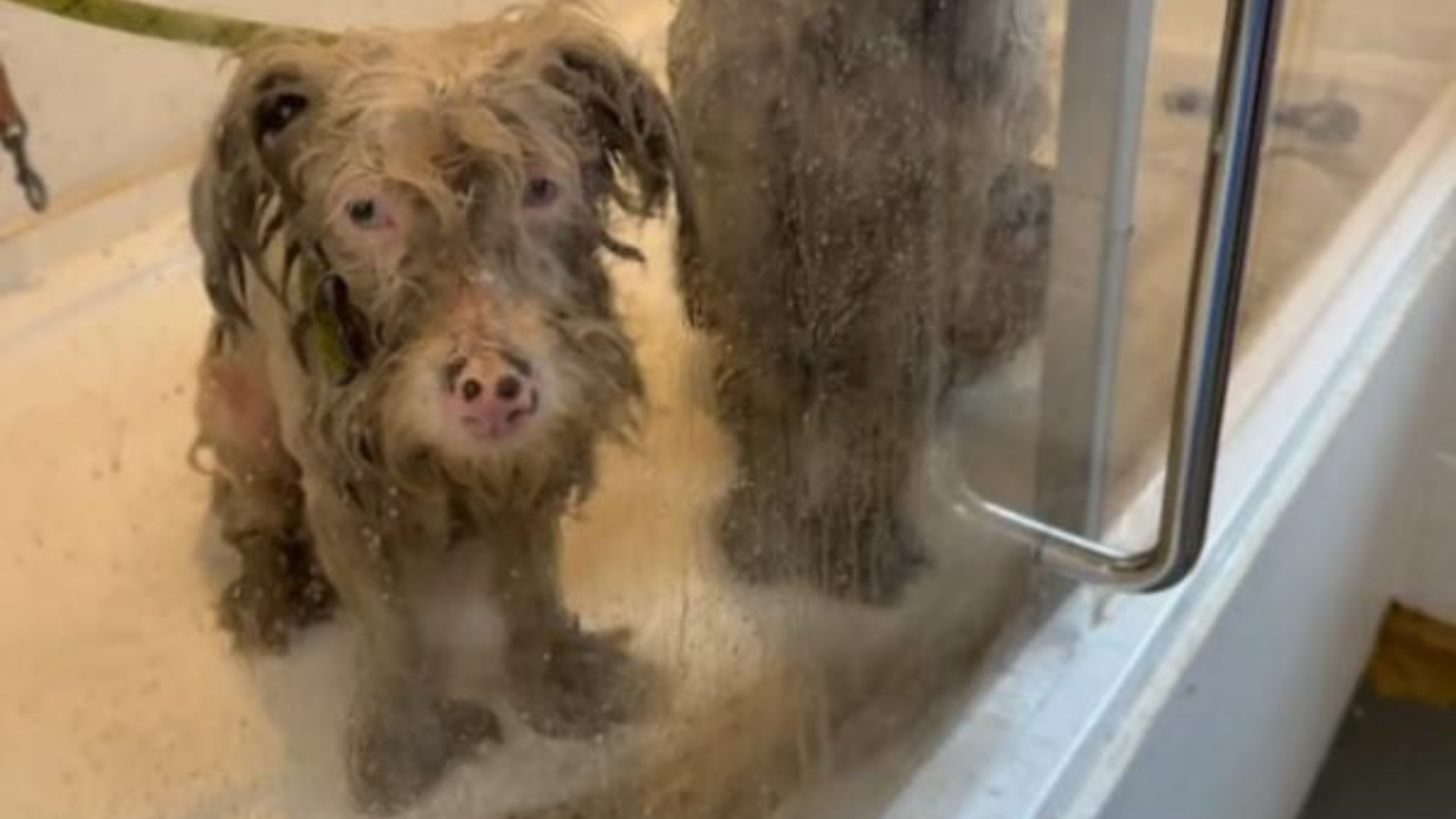 matted dog in shower