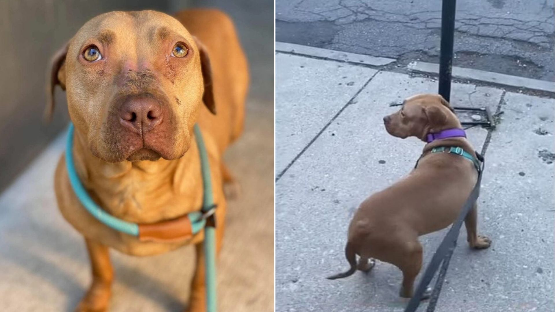 sweet dog on street