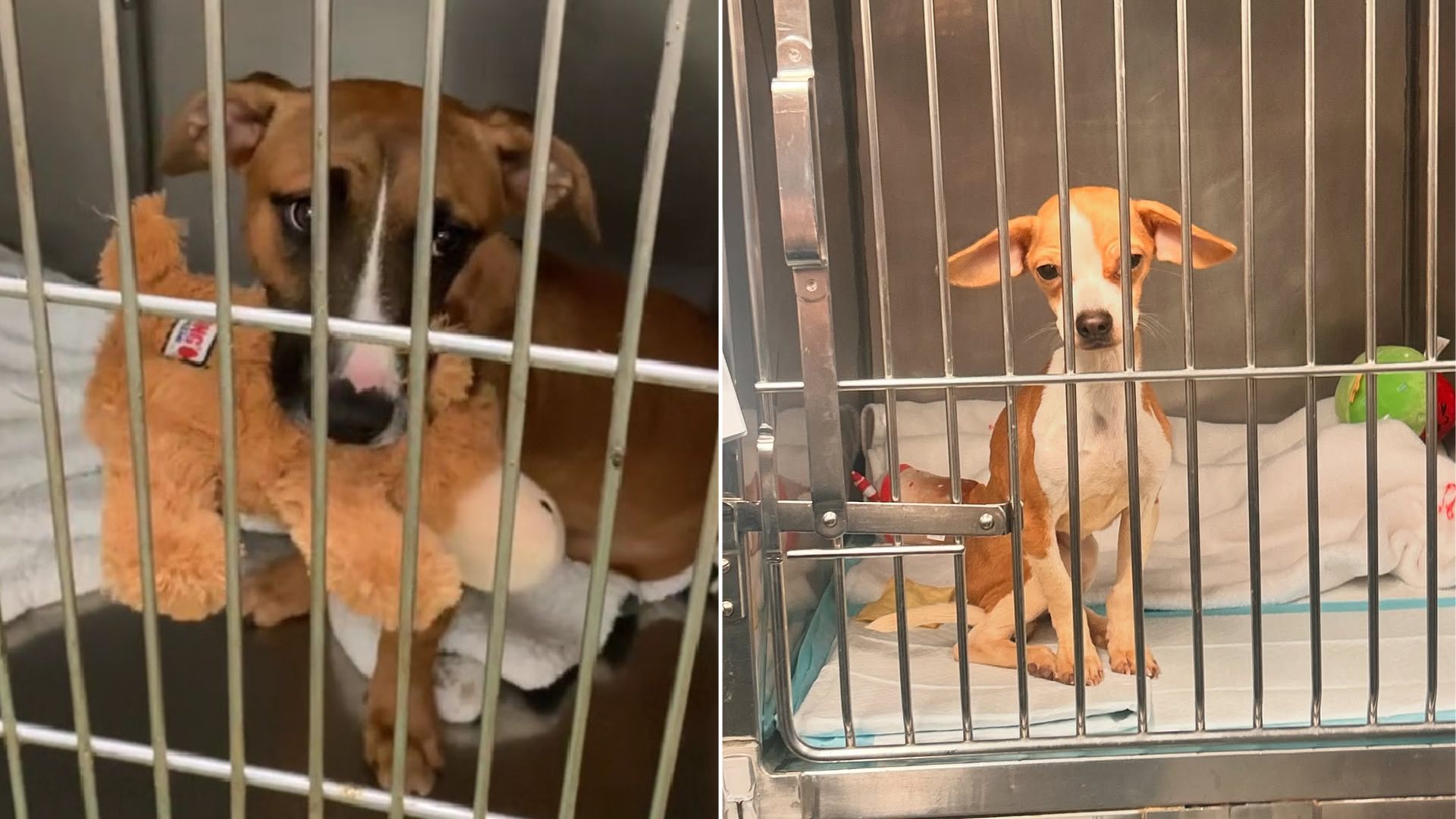 puppy in kennel