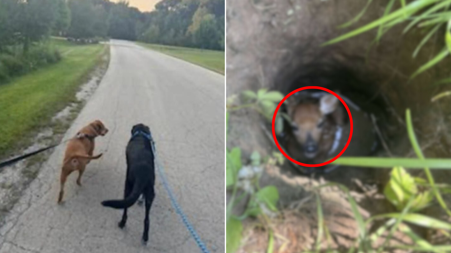 dogs on a road