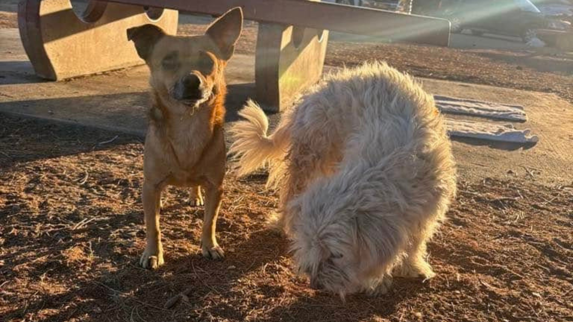 two small dogs
