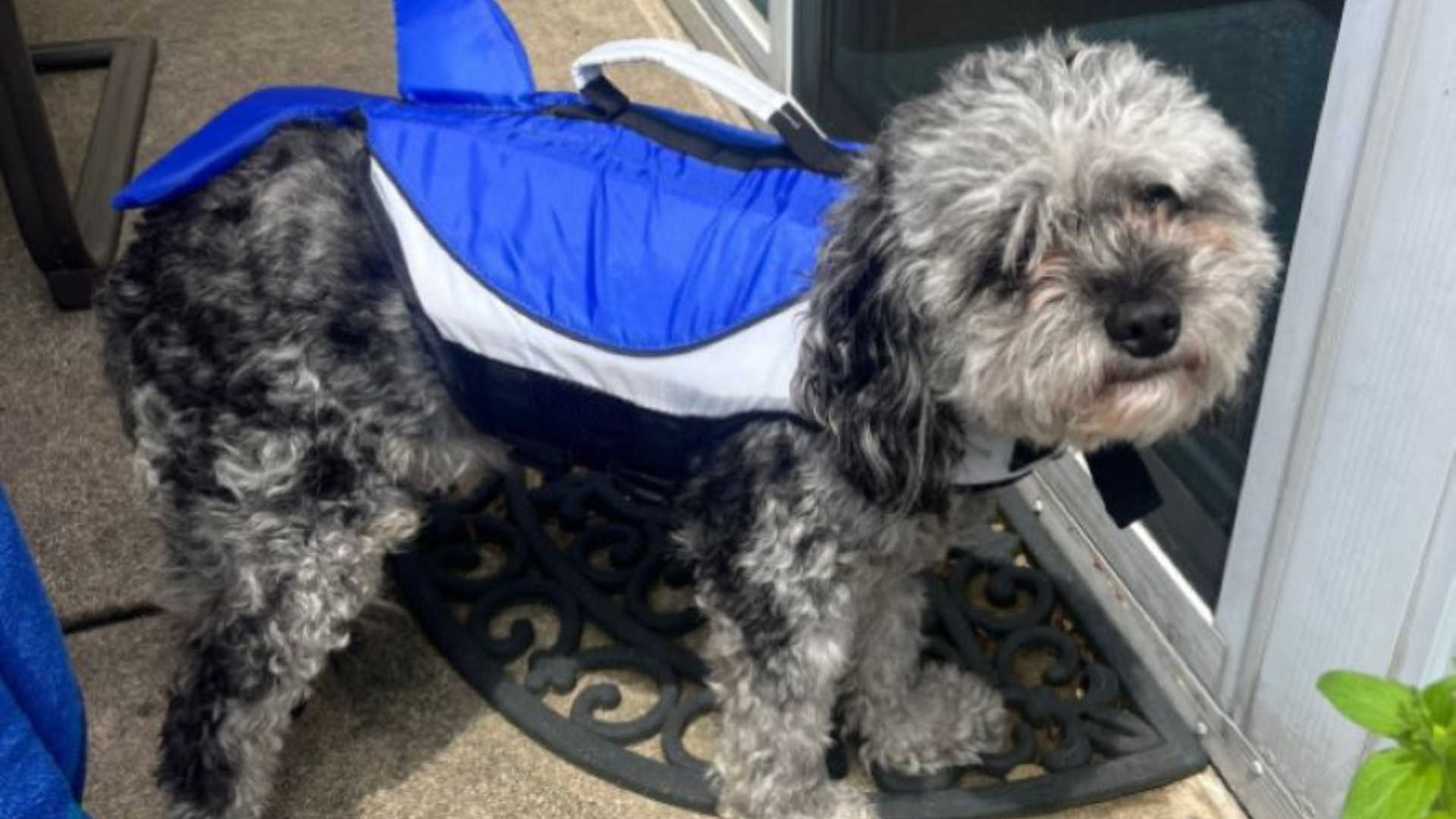dog with blue jacket
