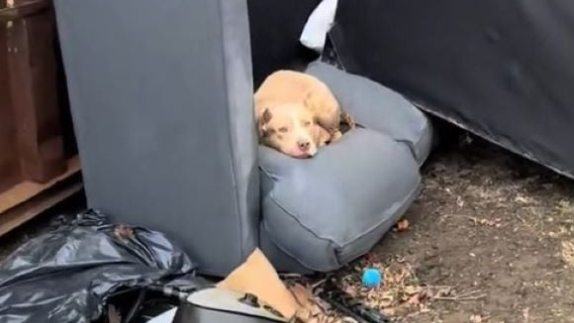 stray dog on trash pile
