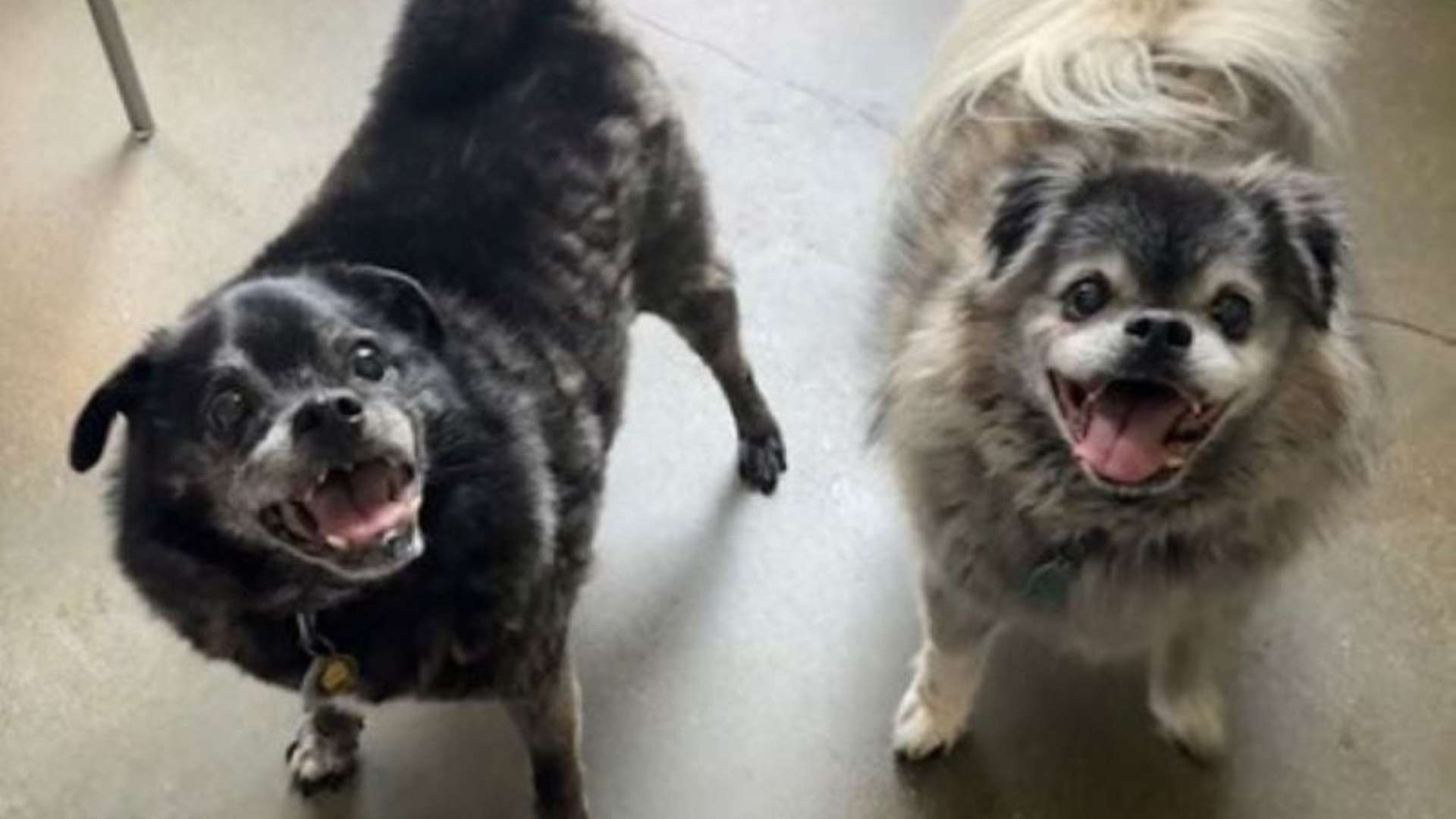 cute senior dogs