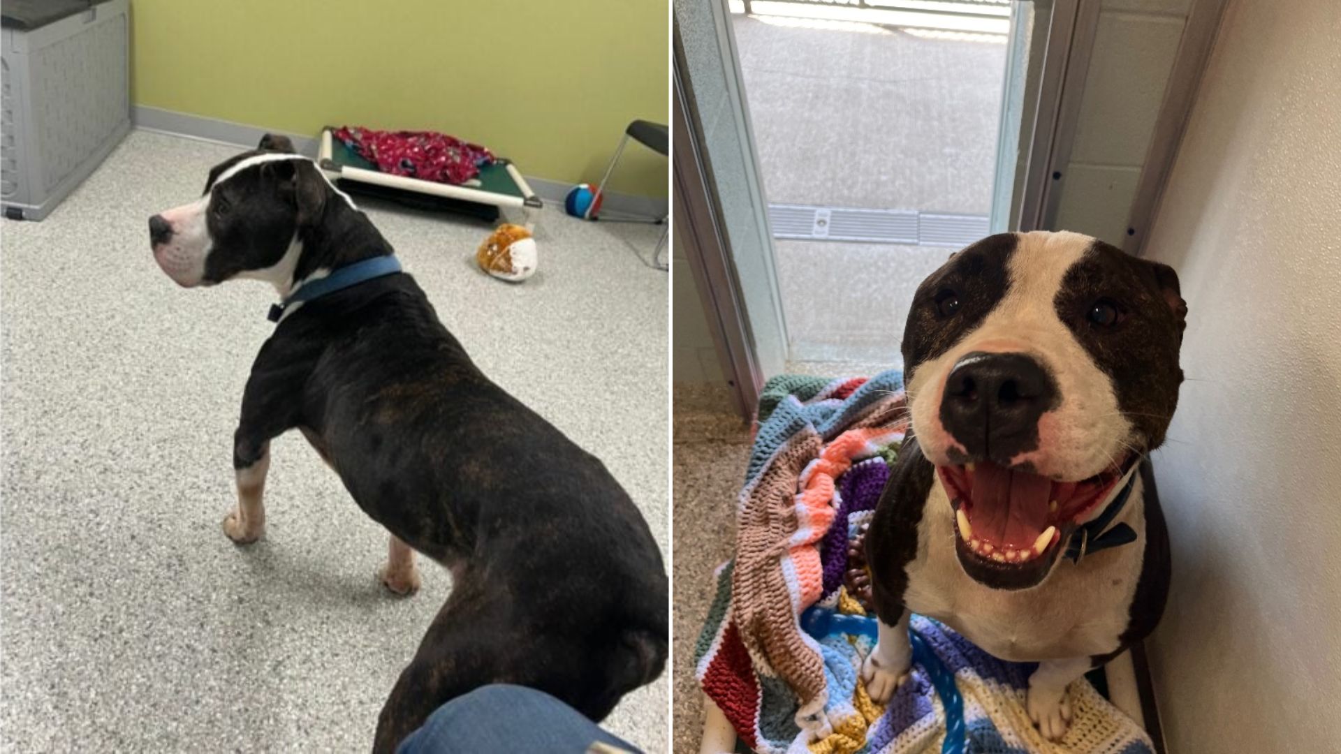 adorable shelter dog