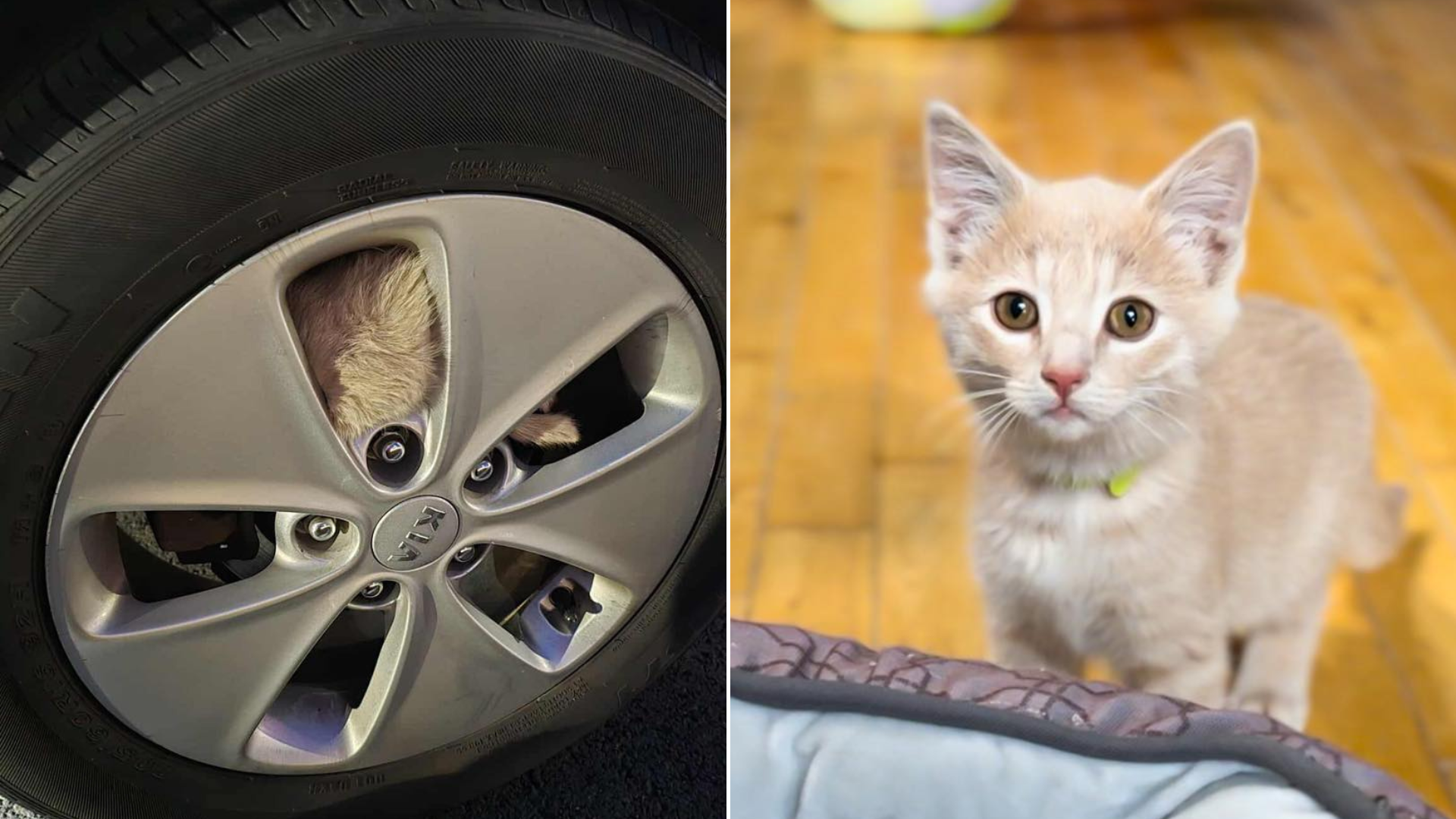 cat stuck in wheel