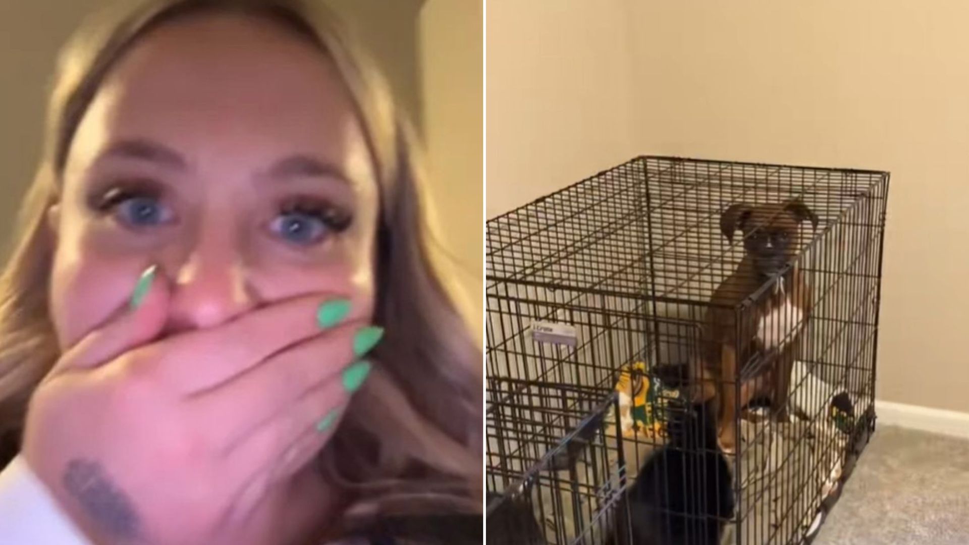 dog in crate