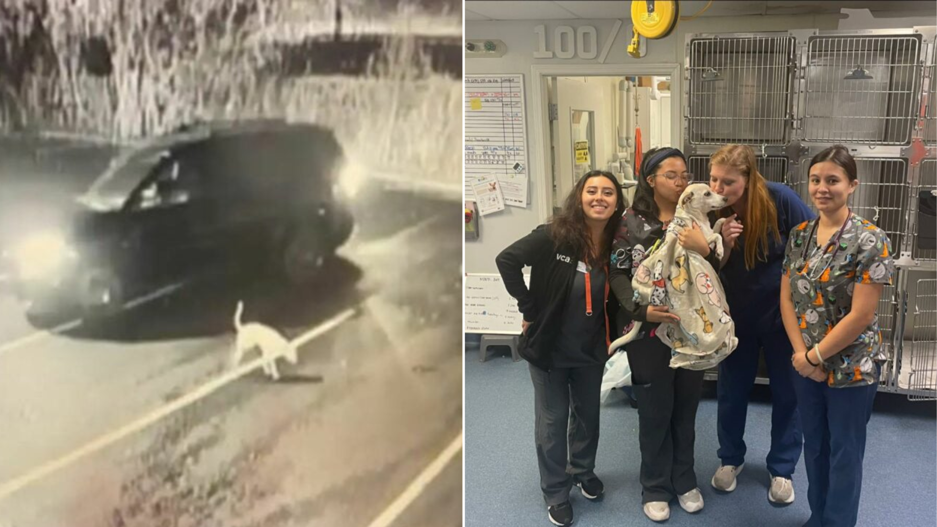 dog rescued from parking lot