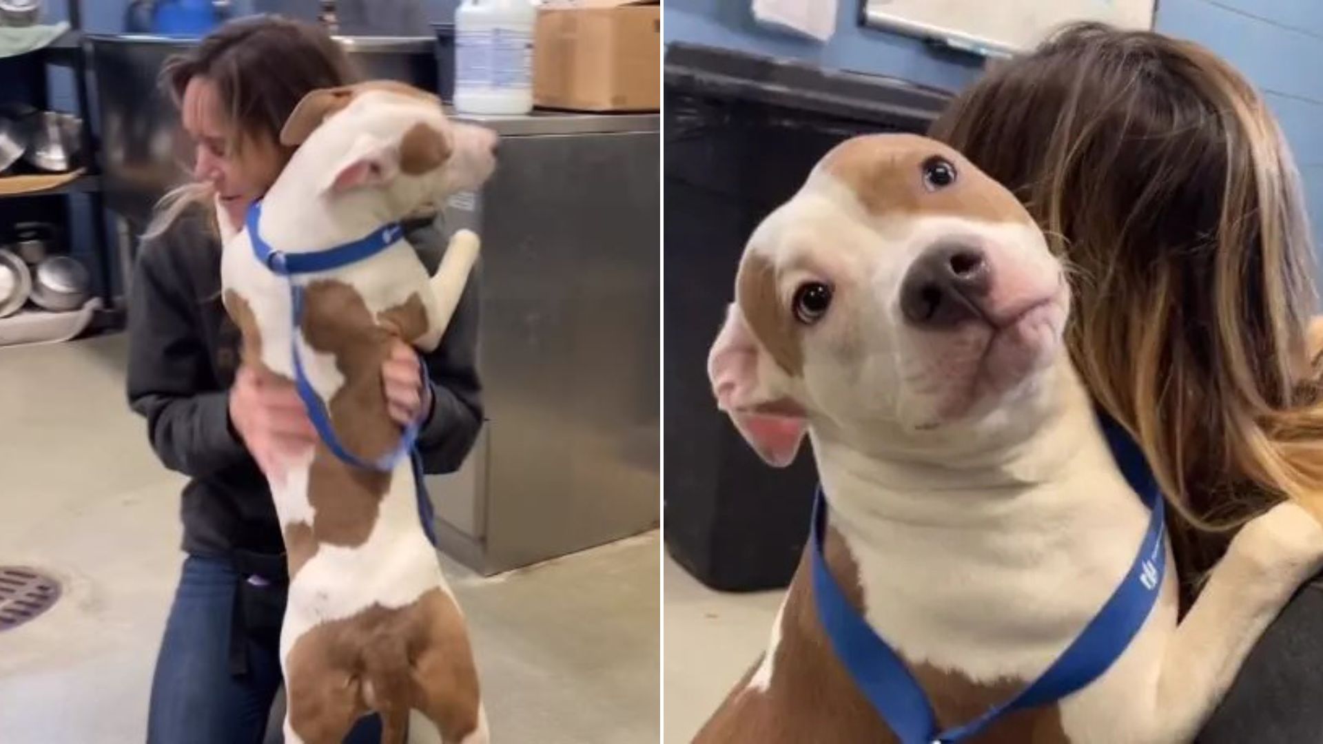 confused dog