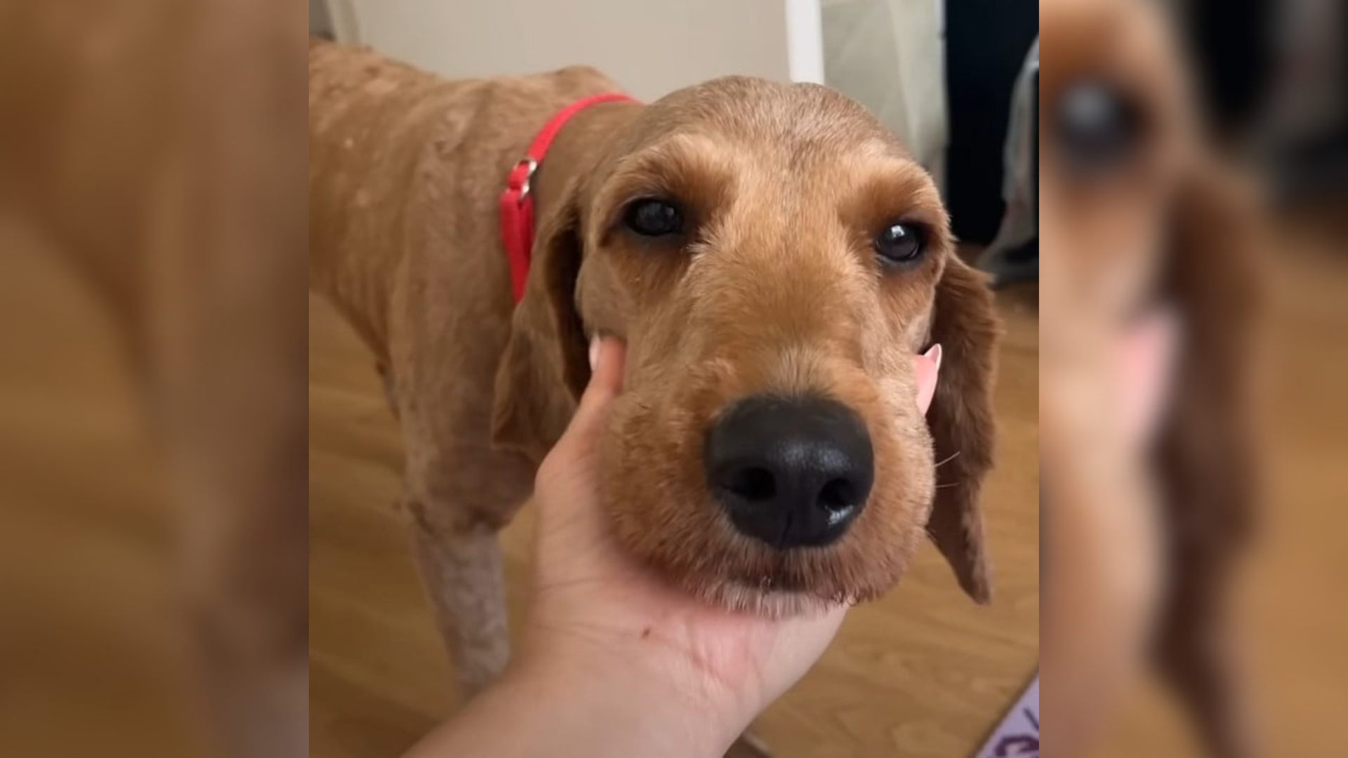 person holding dog's face