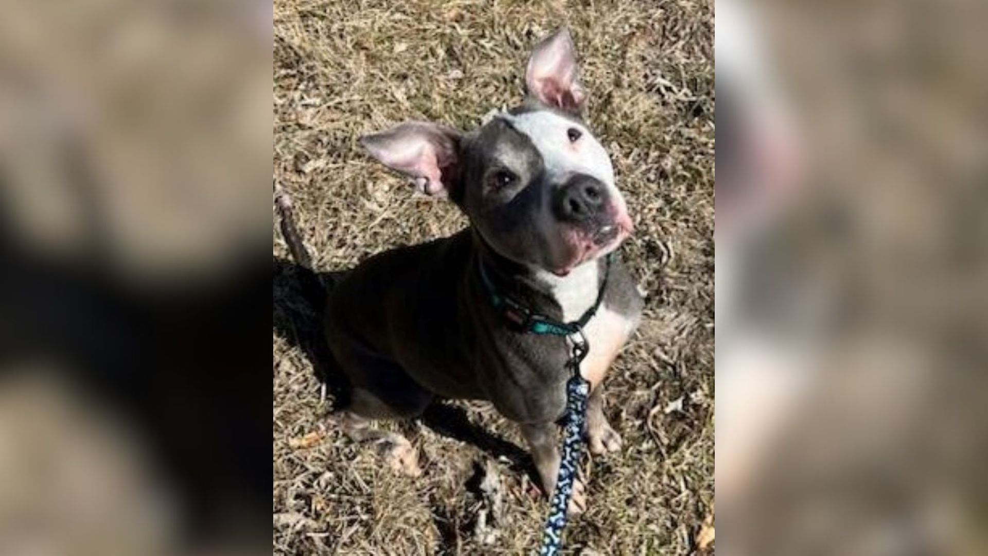 cute shelter dog