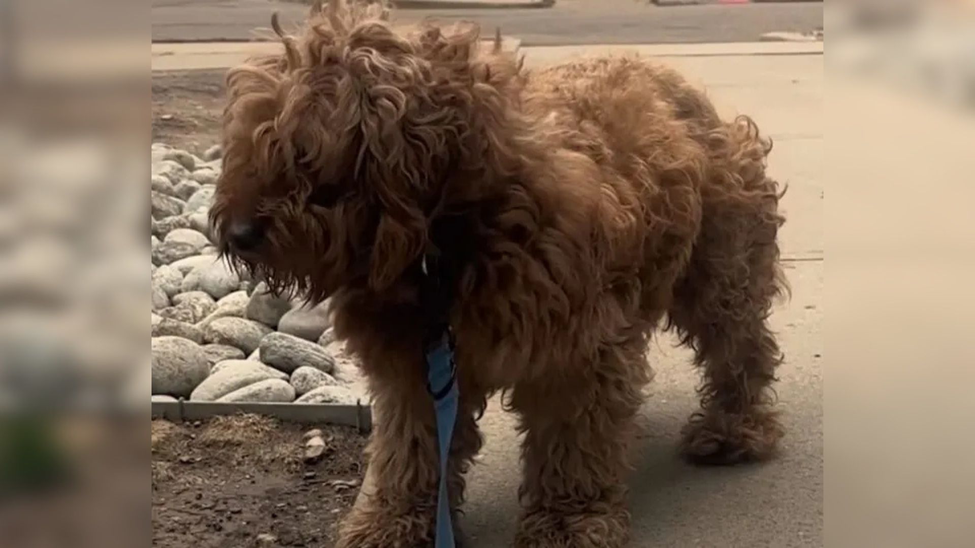 fluffy dog