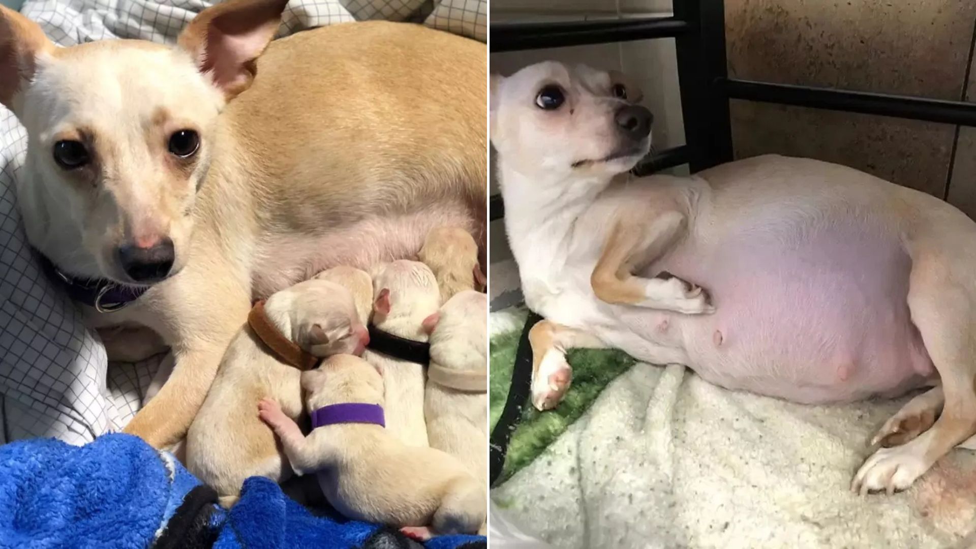 Kansas Chihuahua Mom Has One More Puppy Than Anyone Counted And The Number Is Extraordinary