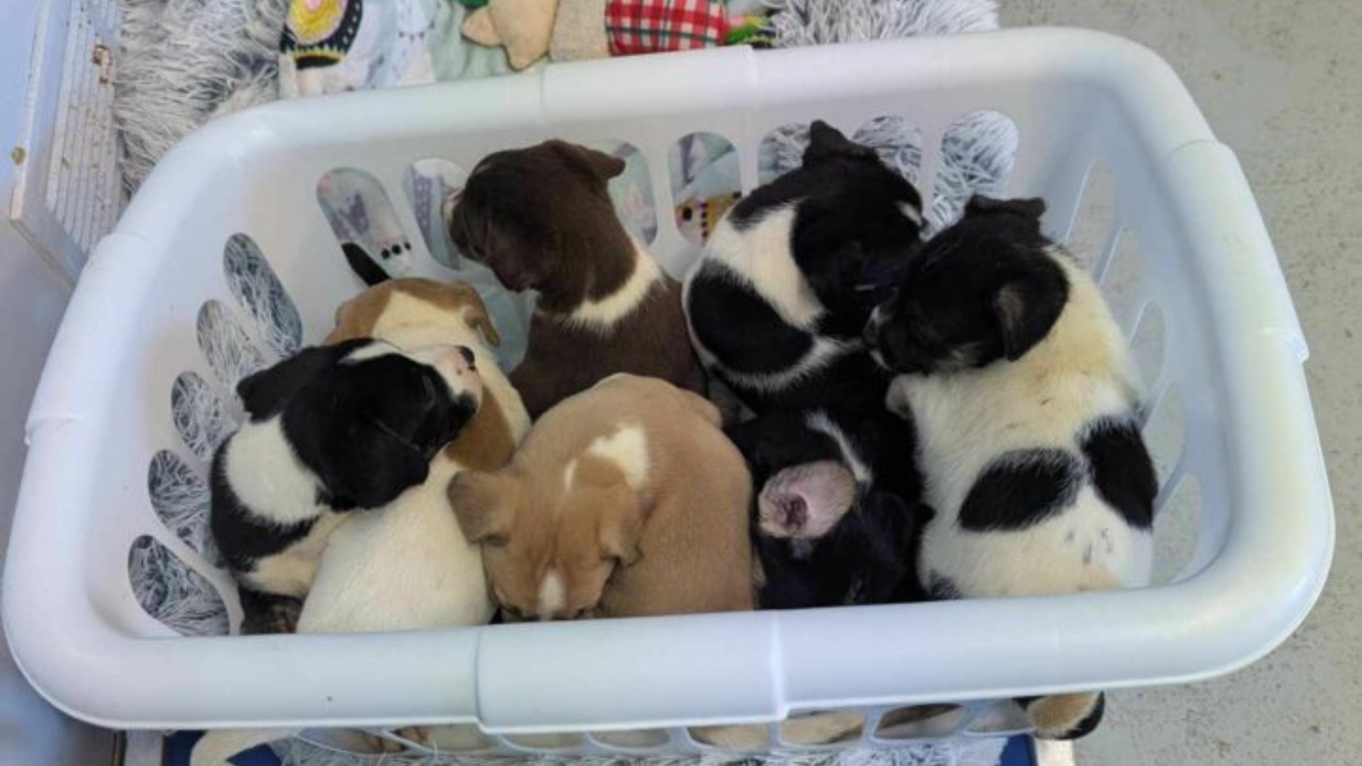 a basket of puppies