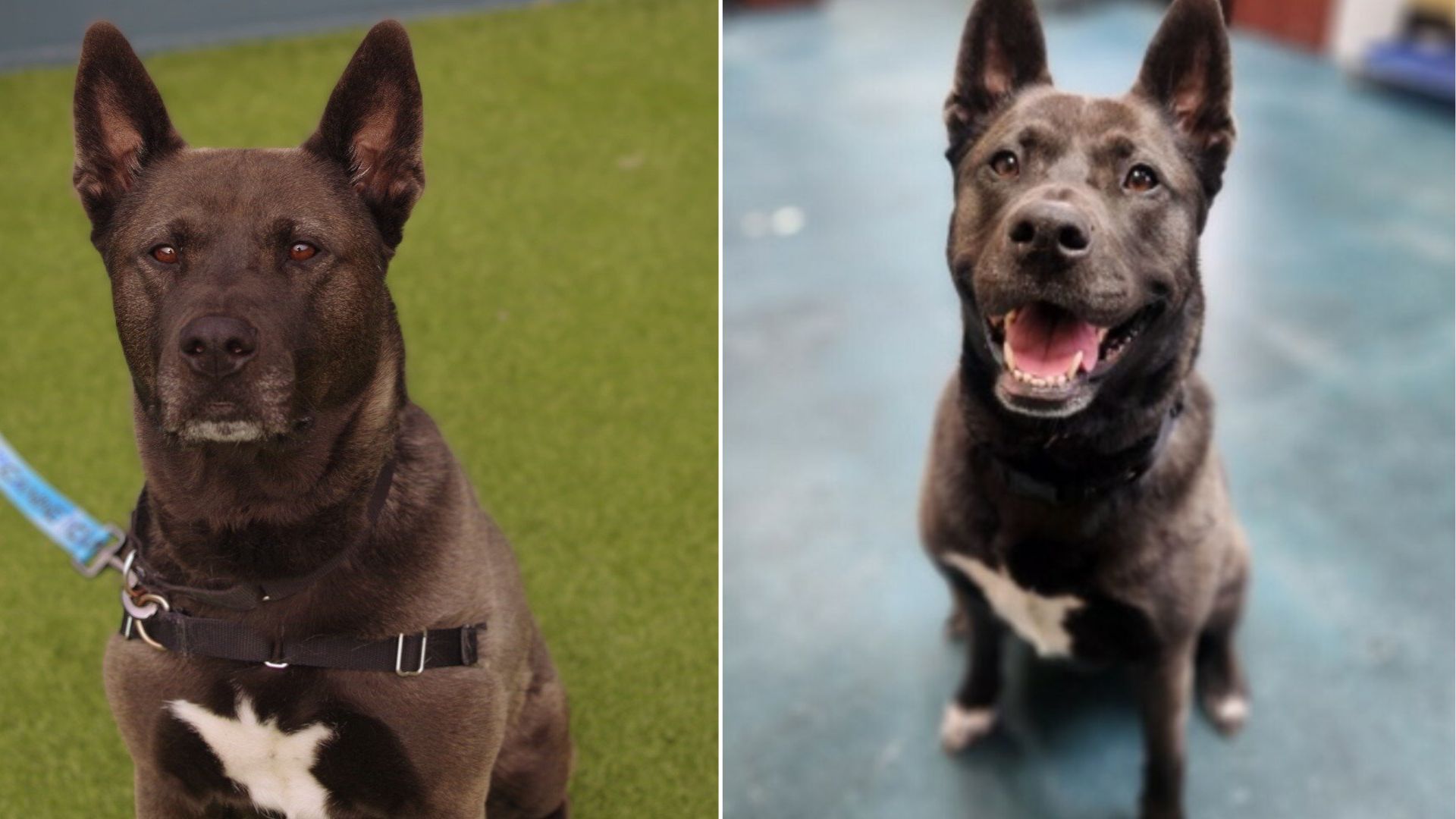 adorable dark brown dog