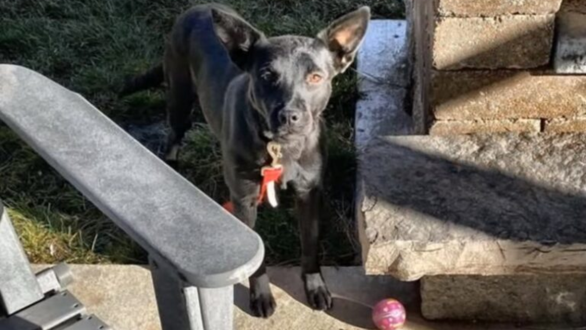 black dog with red collar