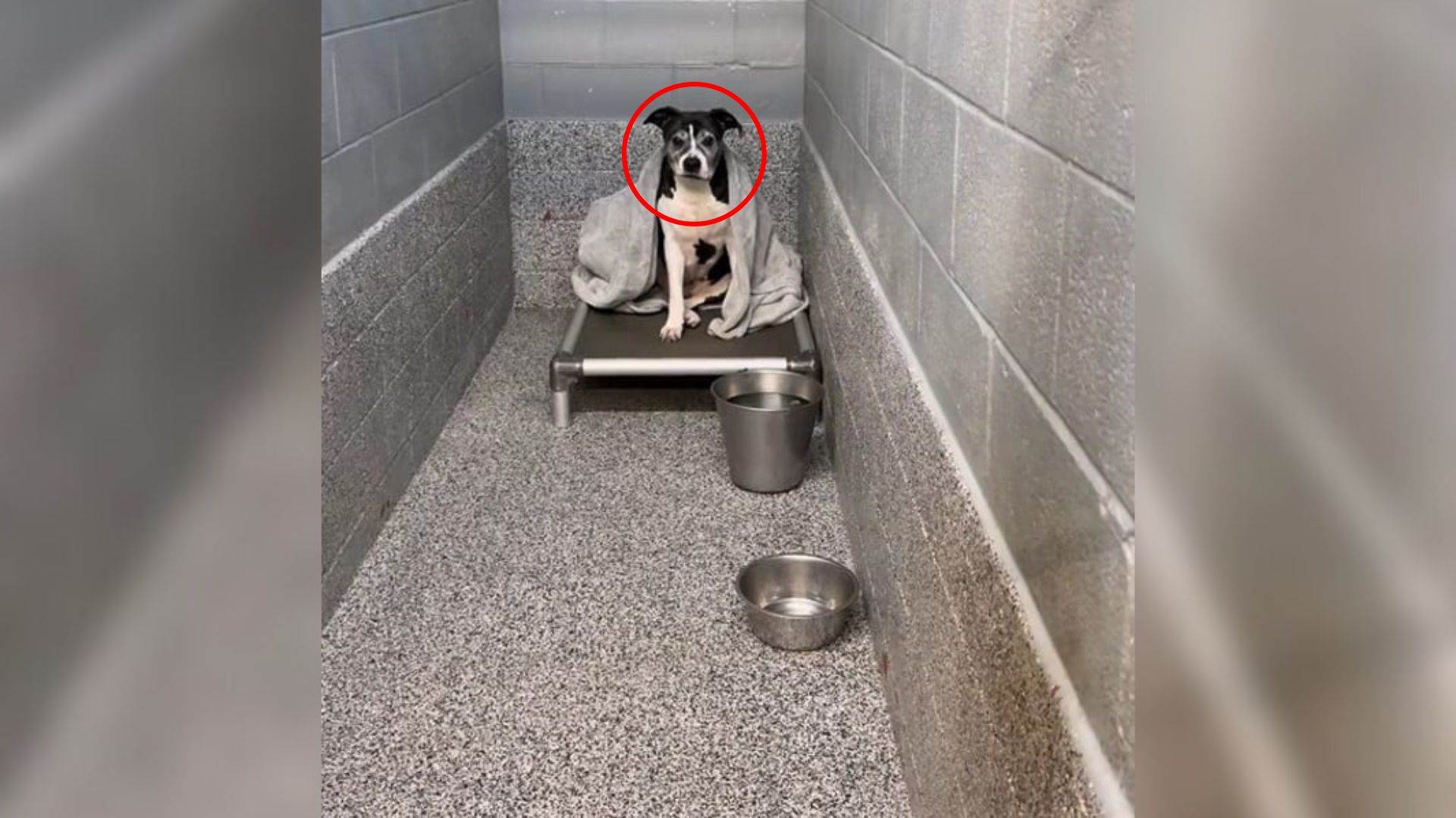 dog in shelter
