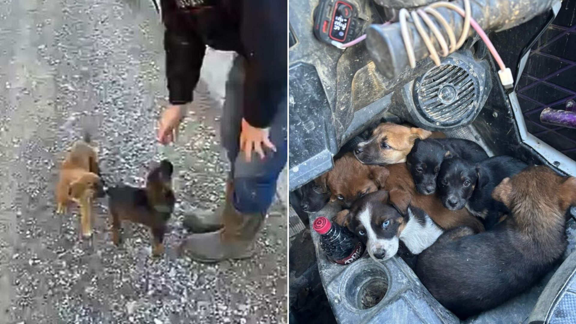 tiny puppies on road