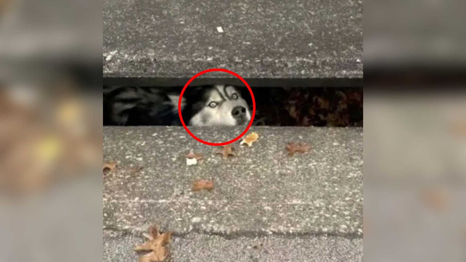 dog in strange place