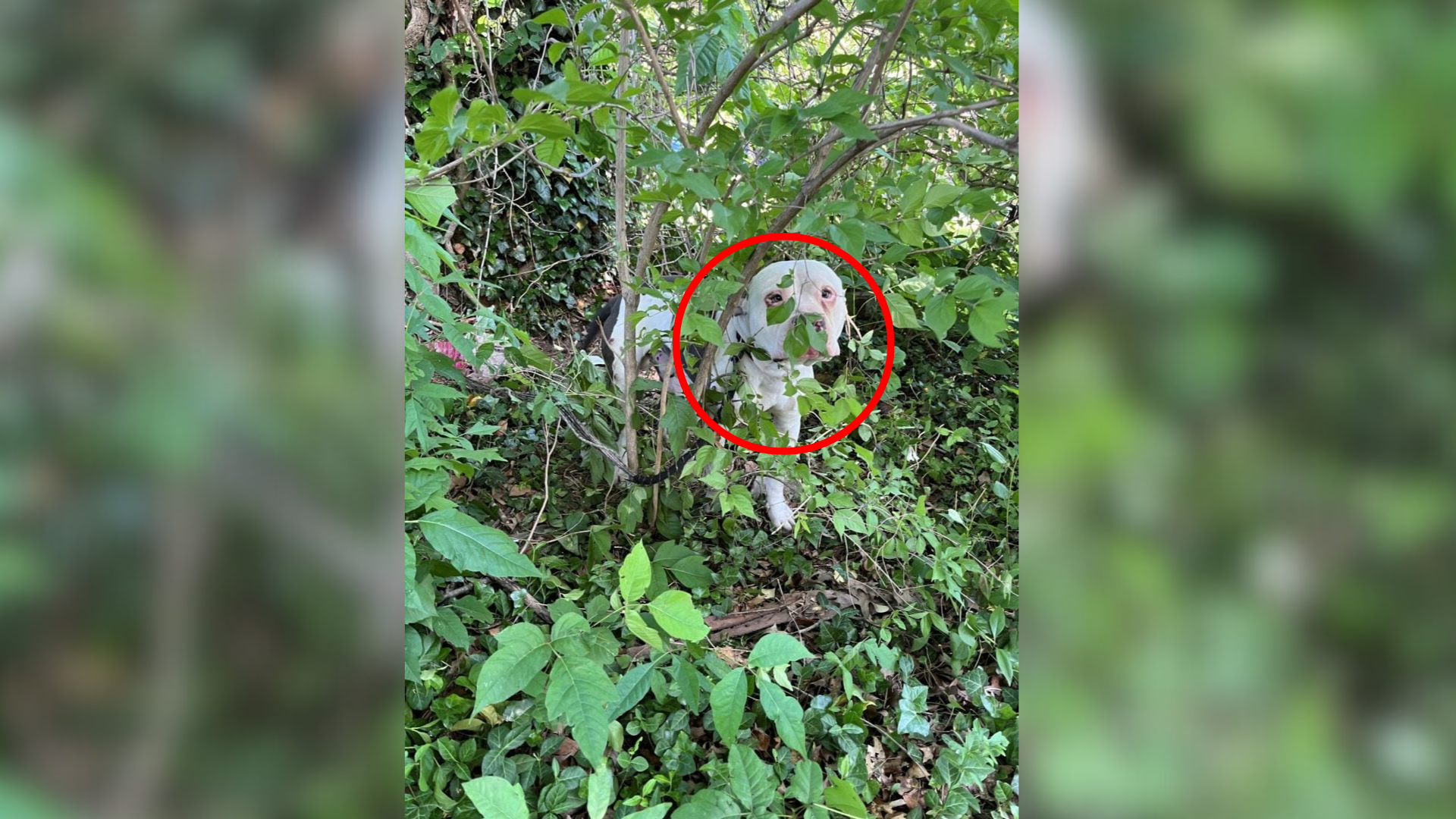 dog in bushes