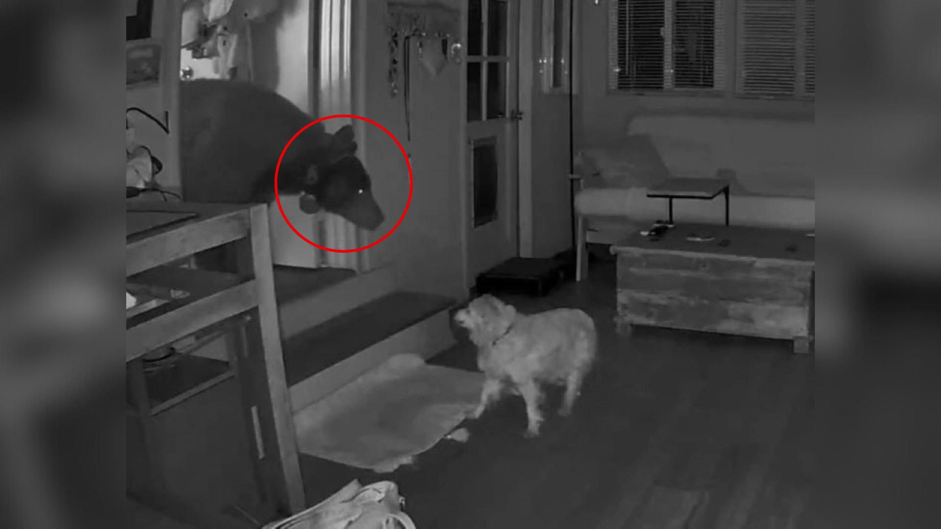 dog and bear in kitchen