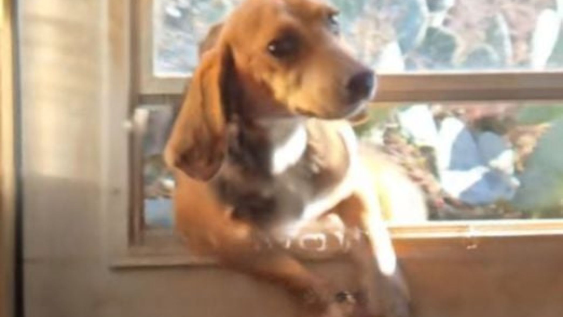 beautiful dog