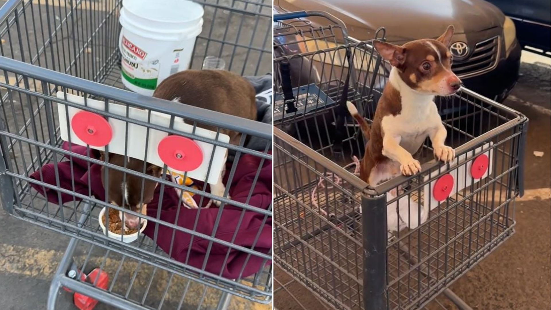 dog in cart