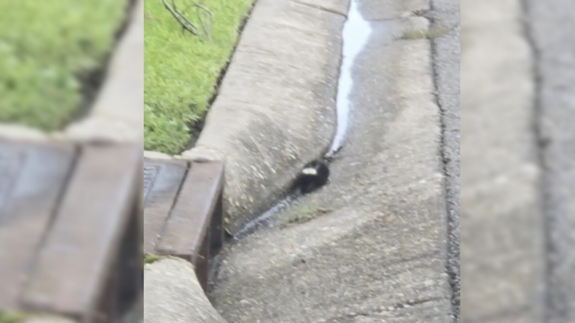 animal in drain