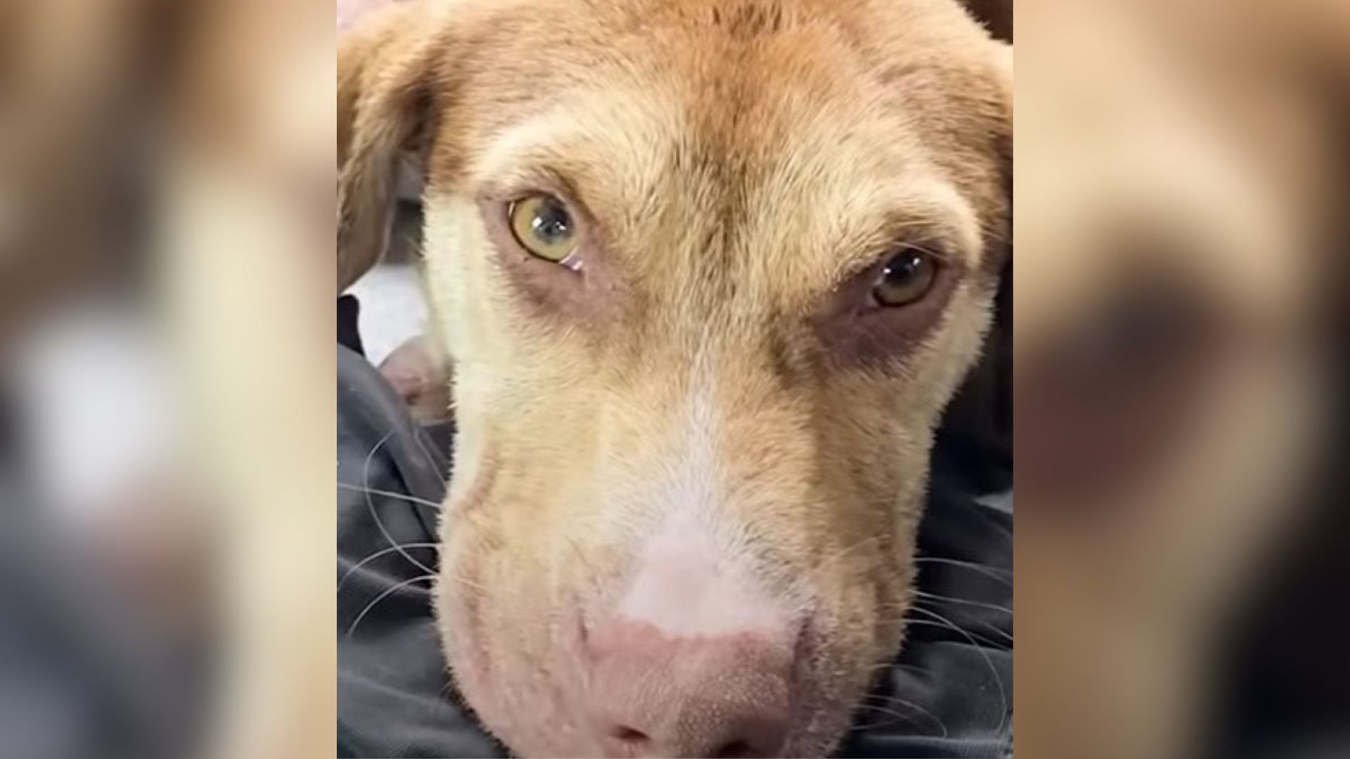 sweet senior brown dog