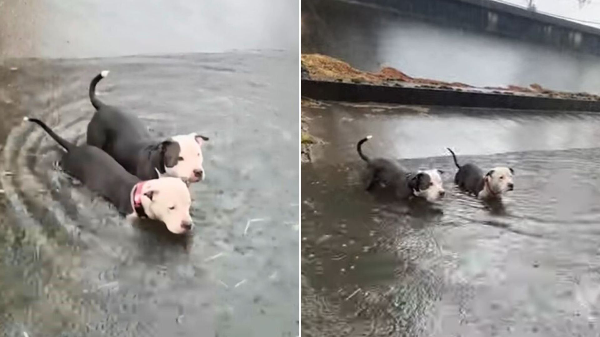two sweet puppies